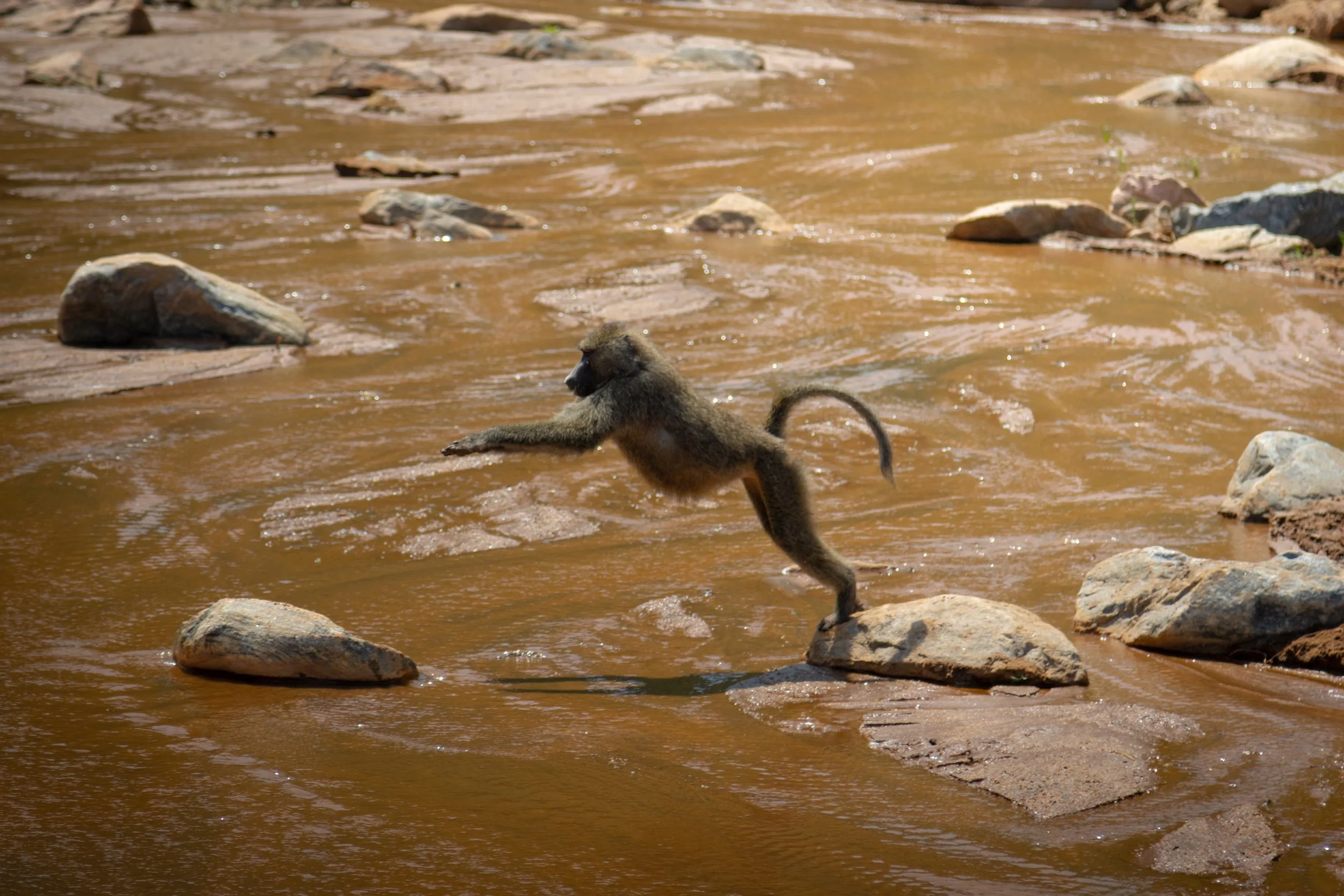 A young baboon crossing a muddy river, surrounded by rocks.