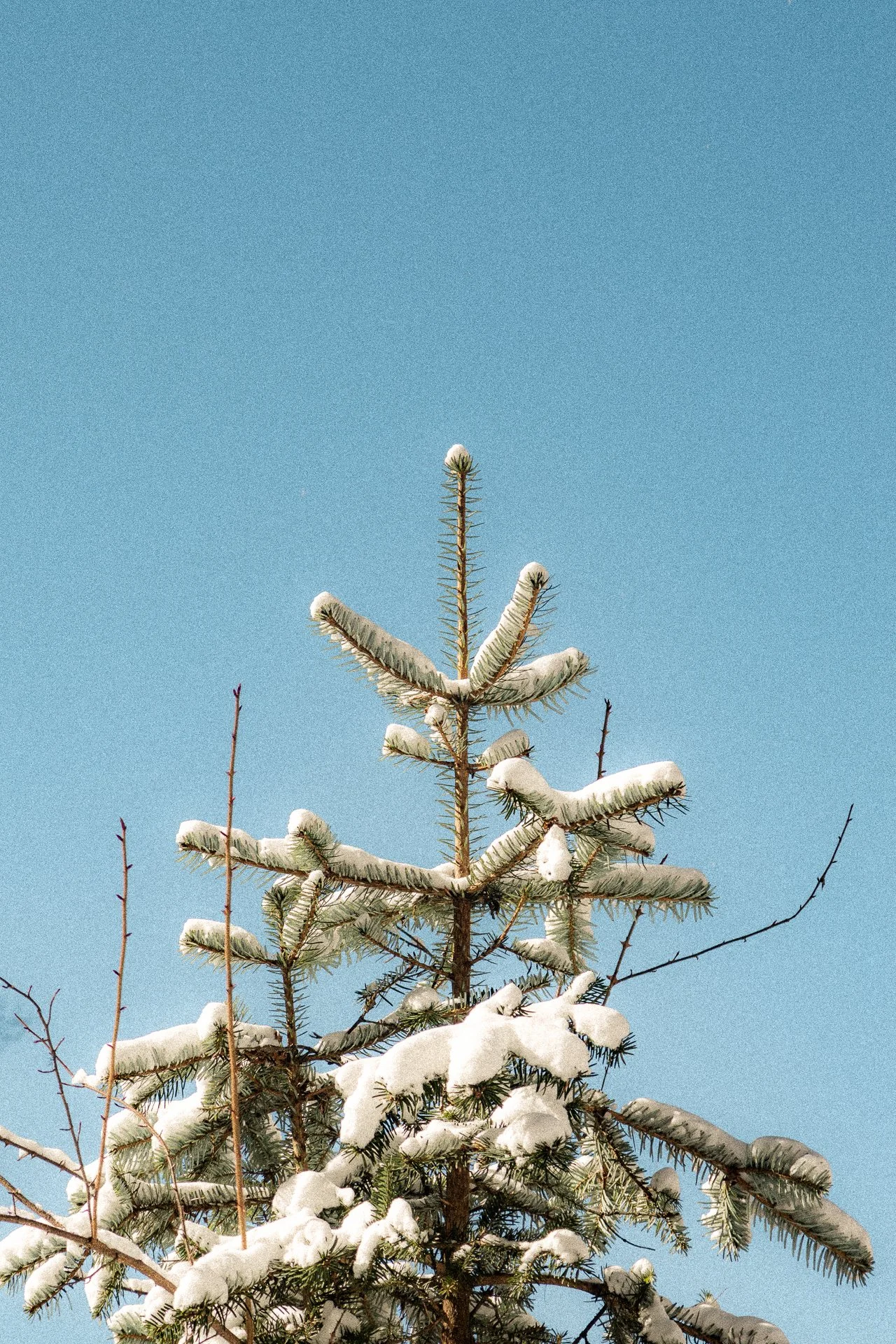 Snow-covered pine tree with blue sky in the background.