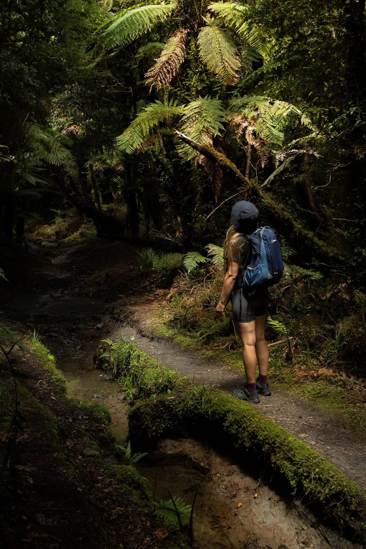 A woman wearing a hat, backpack, and outdoor clothing standing on a forest trail, looking at the lush green ferns and trees in a dense forest.