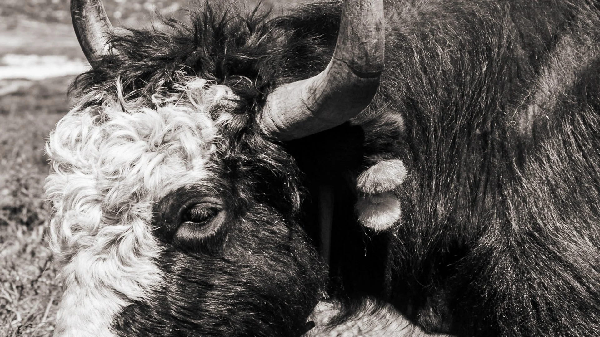 Close-up of two bison, one with curly white hair and the other with dark fur, hugging each other outdoors.