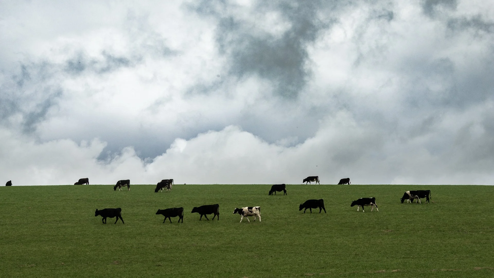 A grassy hill with black and white cows grazing under overcast sky with dark clouds.