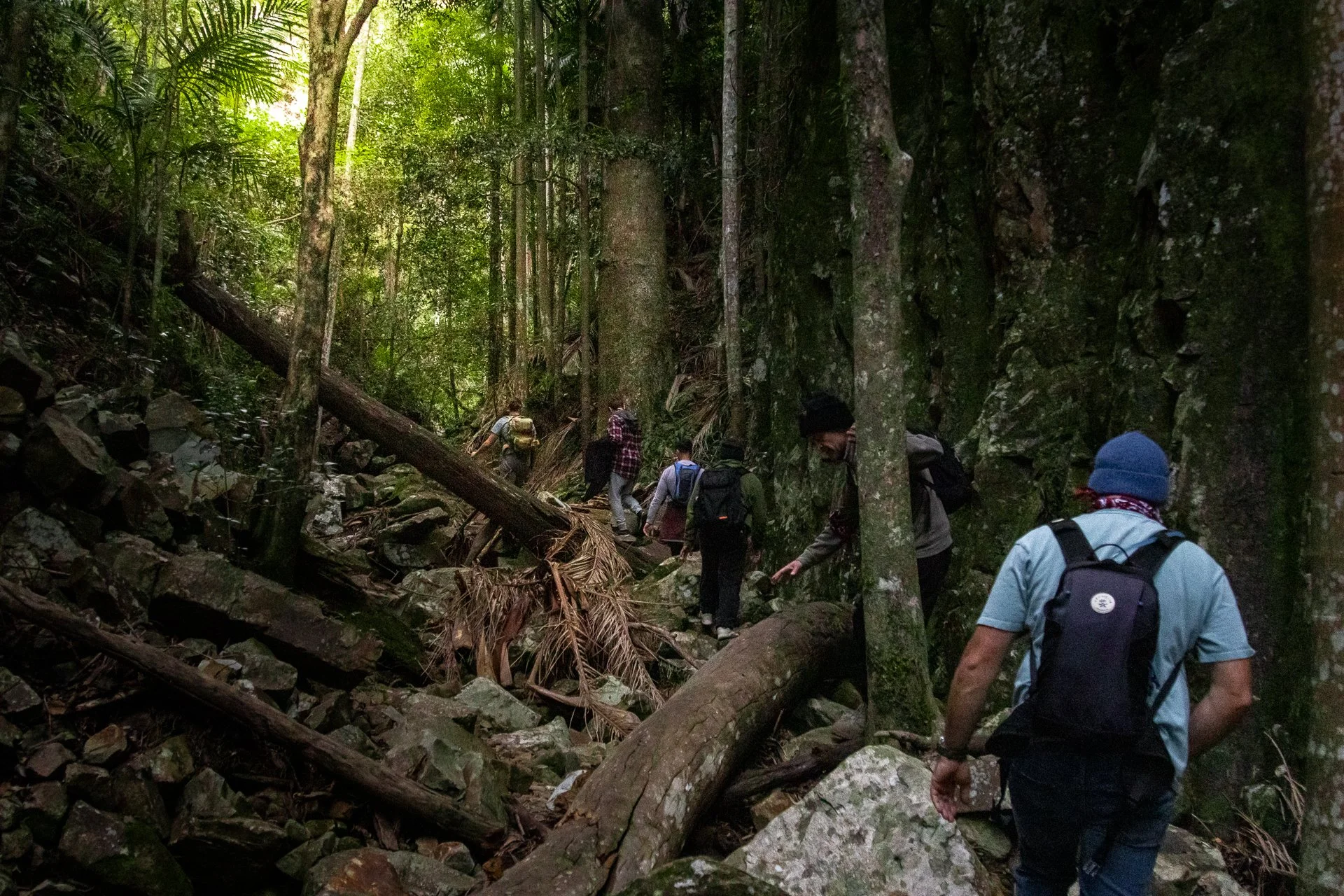 A group of hikers walking through a dense forest with tall trees and rocky terrain.