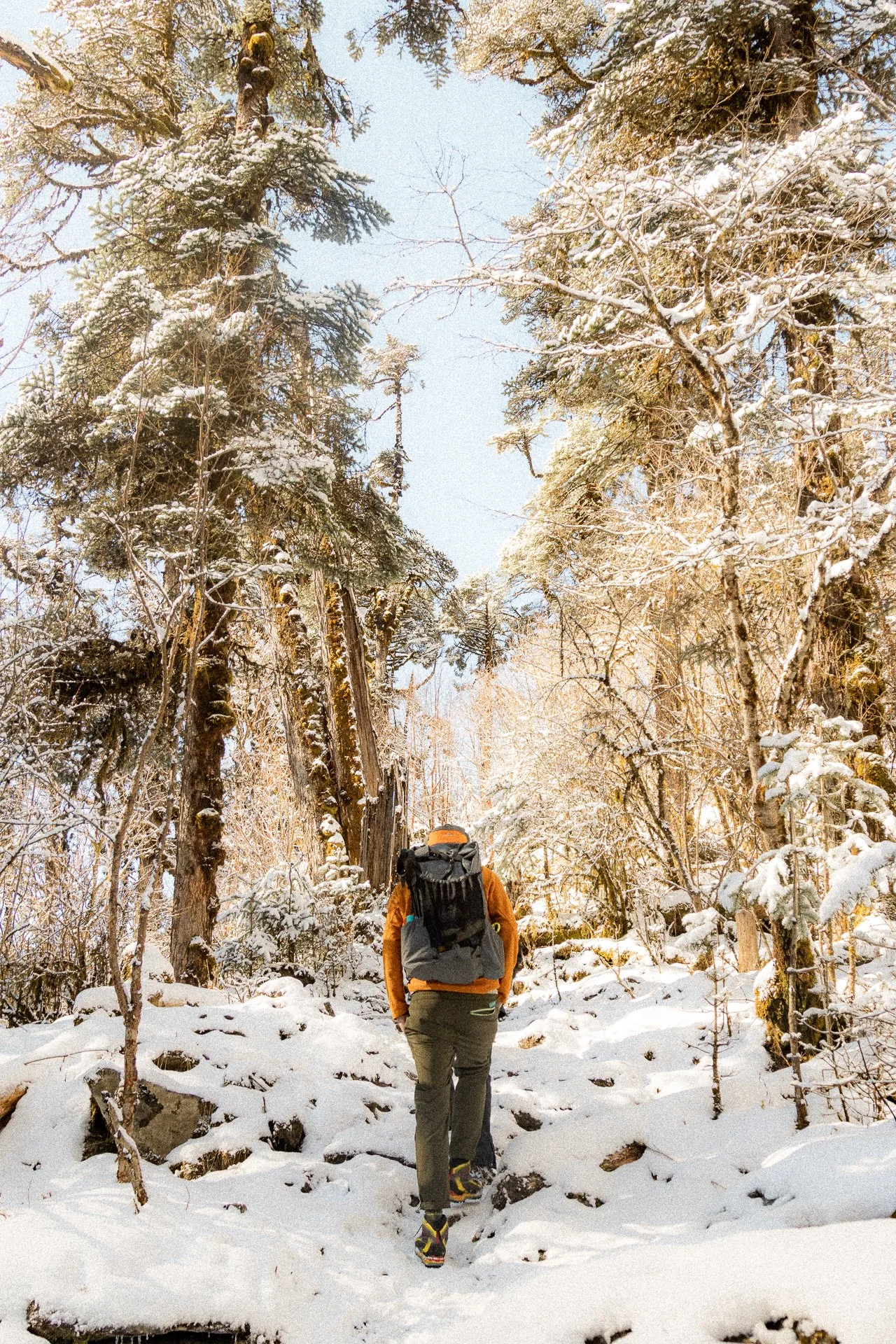 A person hiking through a snowy forest with tall trees covered in snow, wearing a backpack, orange jacket, and hiking shoes.