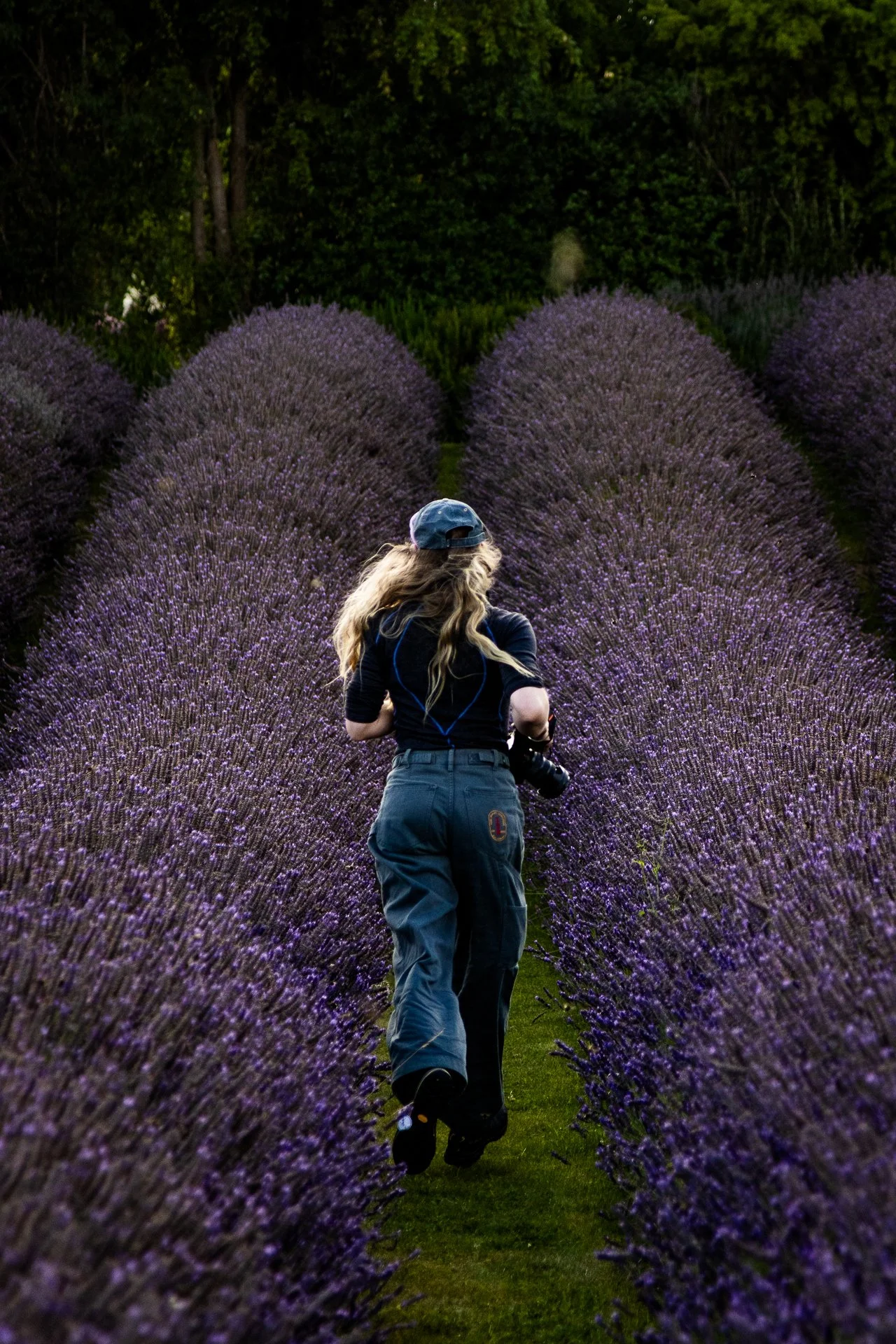 A person with long blonde hair wearing a blue cap, dark top, and gray pants walking through rows of blooming purple lavender flowers in a garden or field.