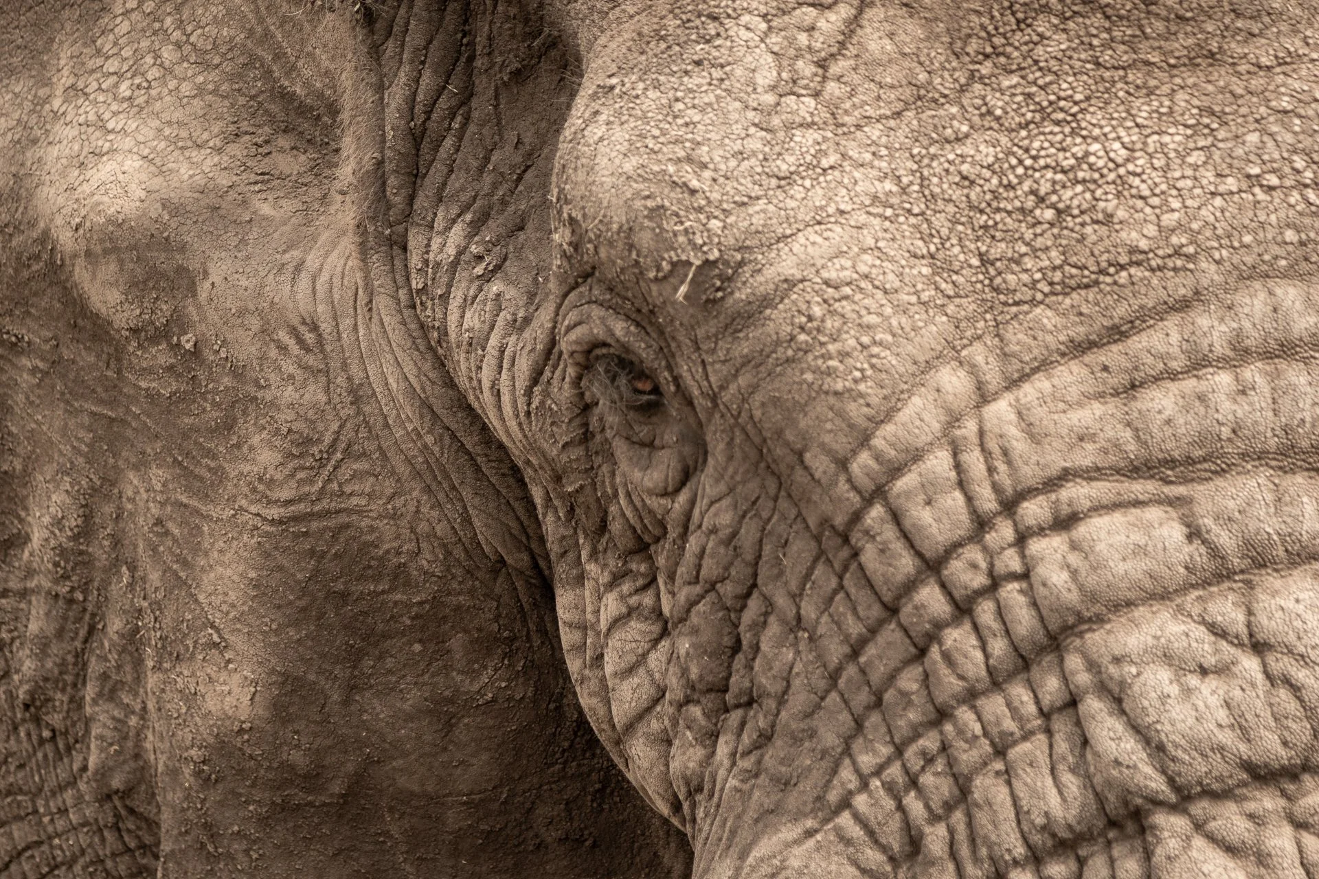 Close-up of an elephant's face, showing textured skin, wrinkles, and part of the trunk.