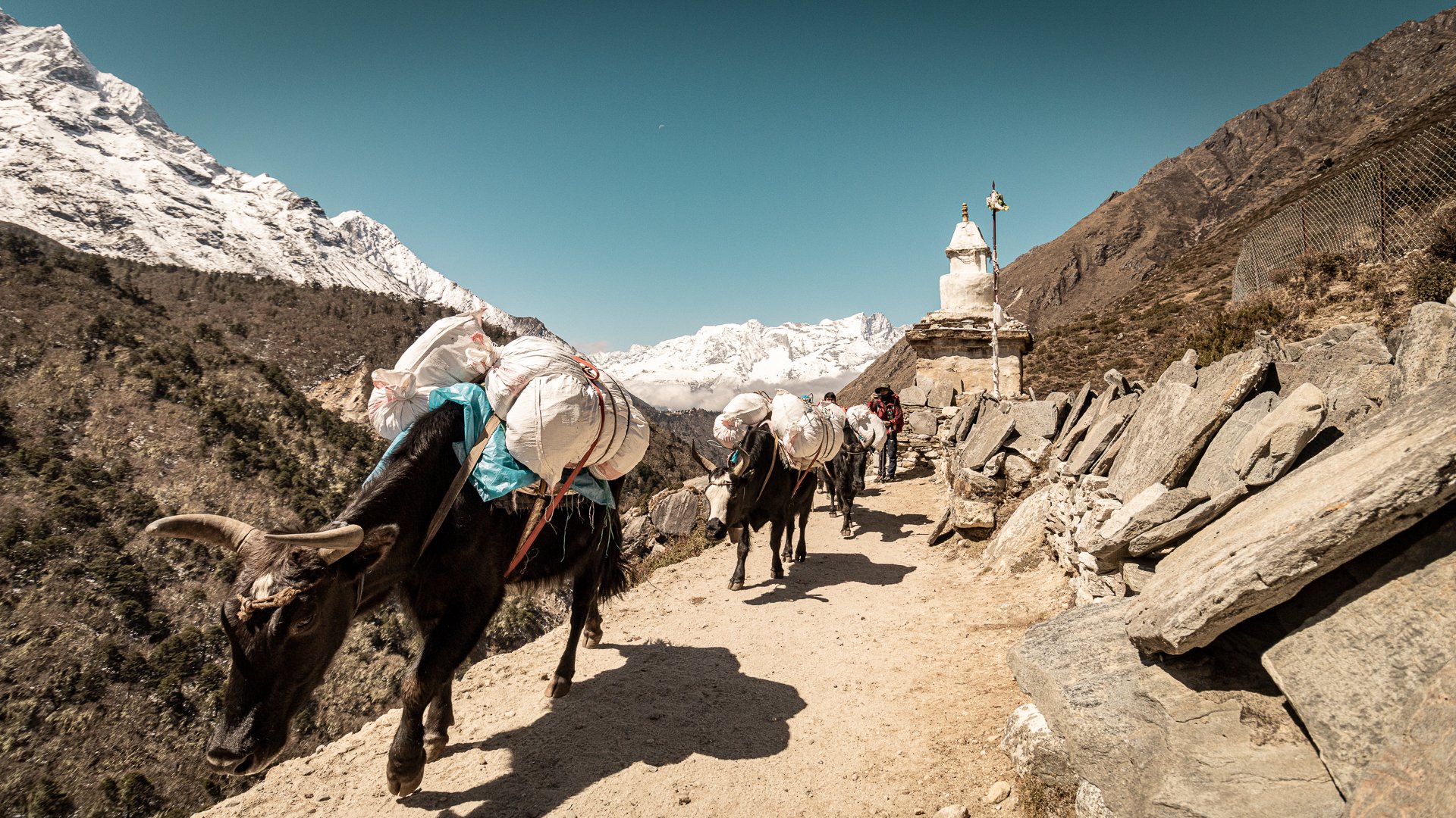 A group of yaks carrying loads on a mountain trail with snow-capped peaks in the background and a white prayer flag-staked shrine alongside the trail.