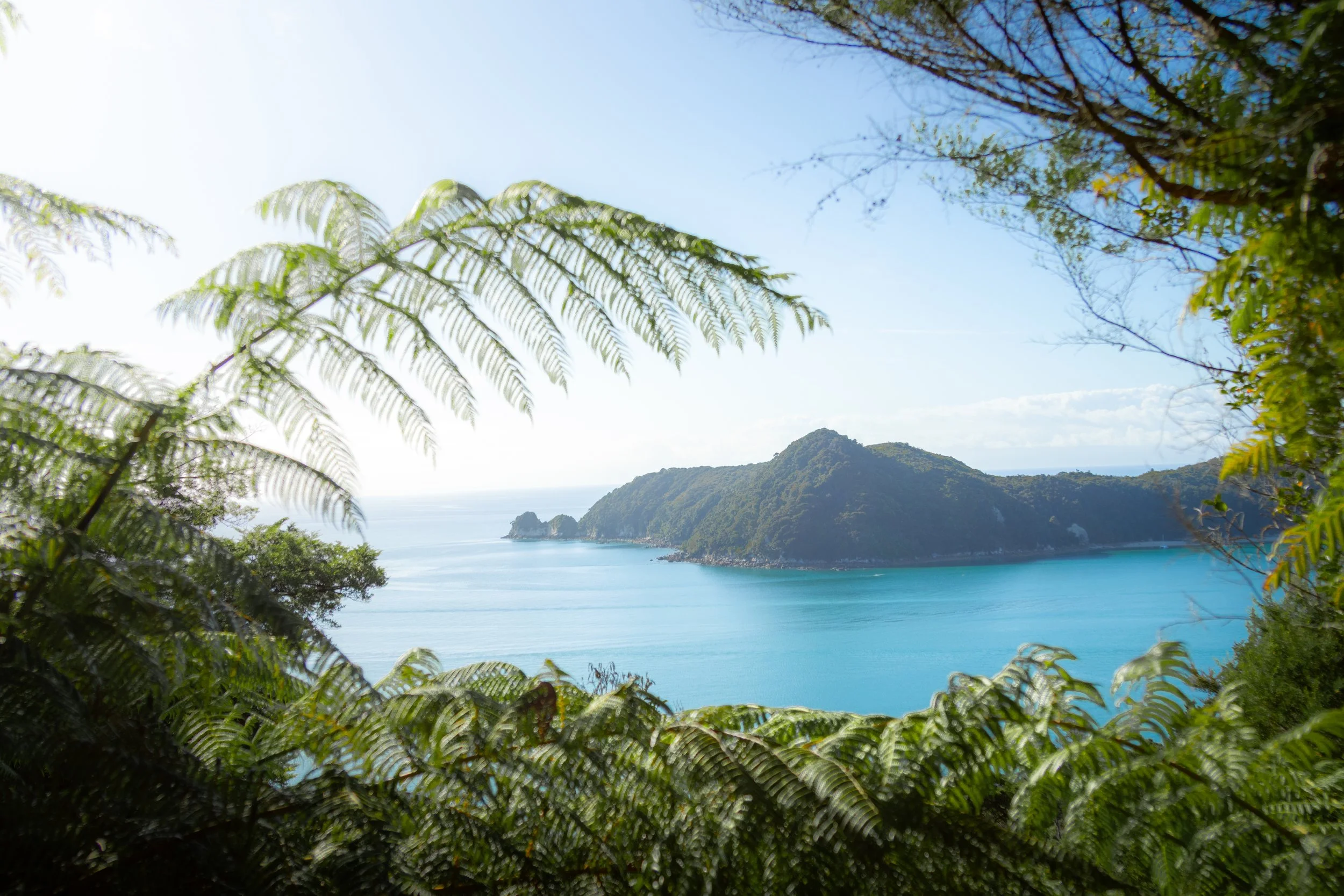 Tropical landscape with lush green ferns and trees in the foreground, blue ocean, and green hills in the background under a clear sky.