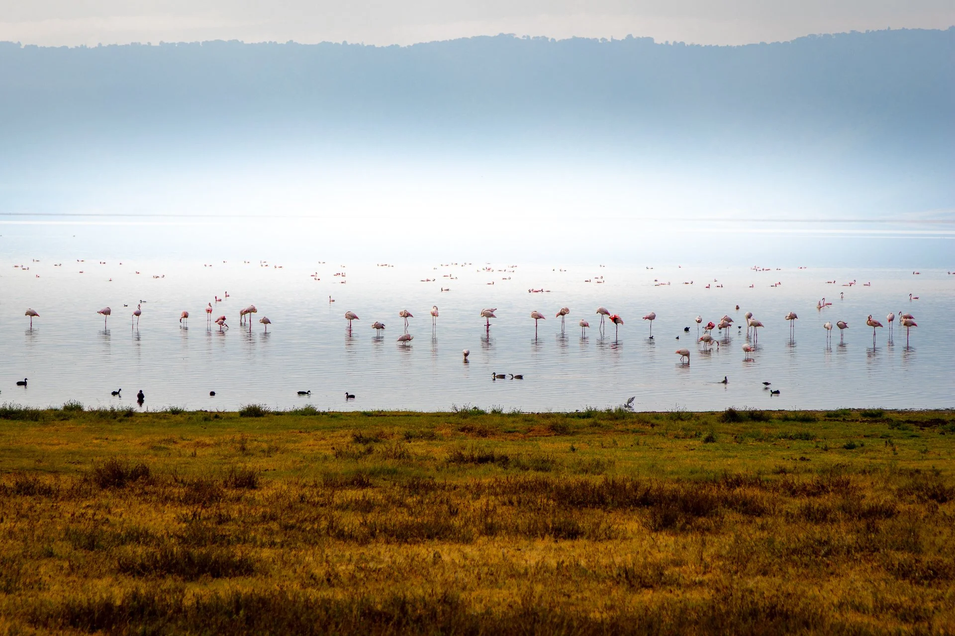 A large group of flamingos standing in shallow water with a grassy shoreline in the foreground and mountainous terrain in the background.