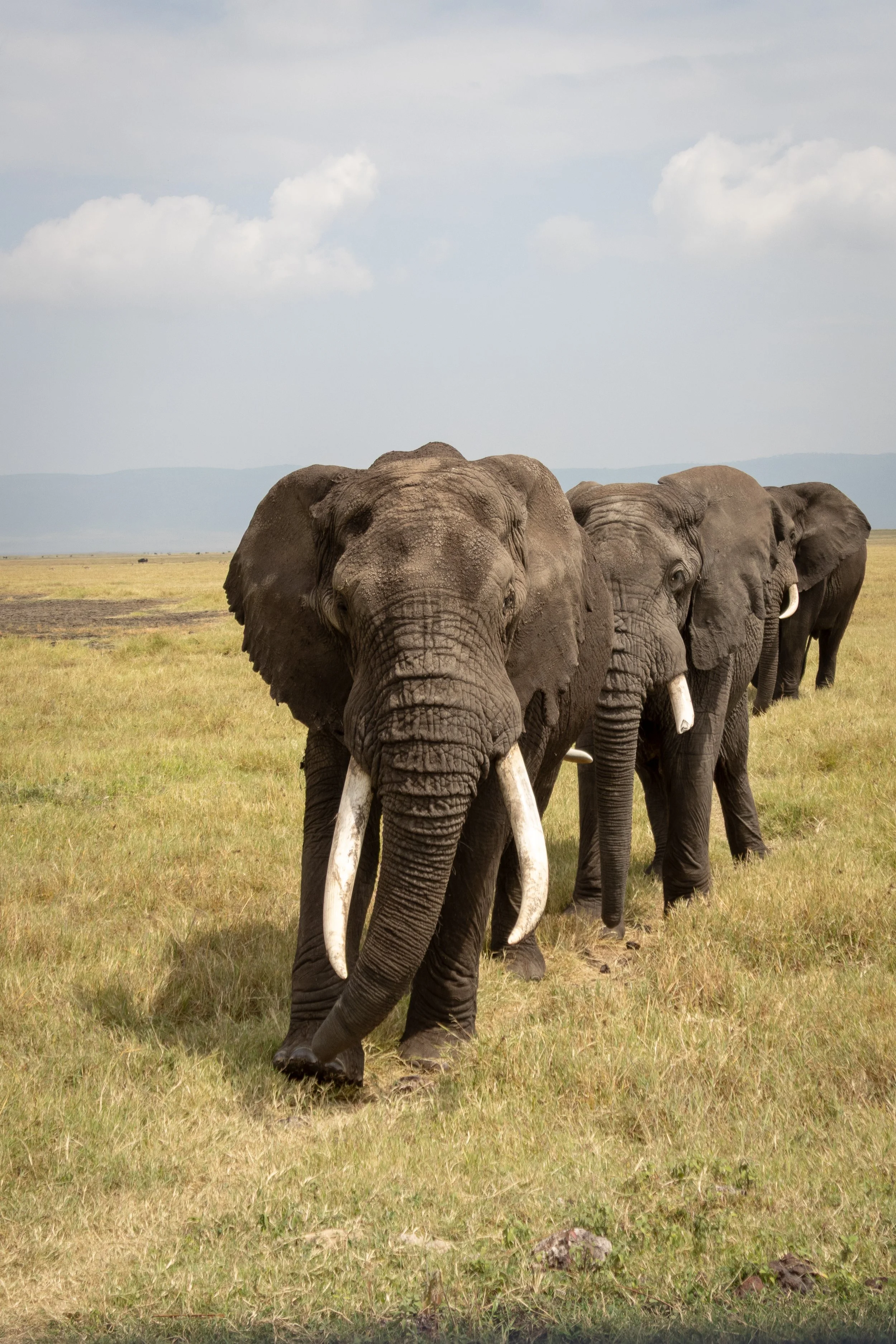 A line of three elephants walking on a grassy plain under a cloudy sky, with distant mountains on the horizon.