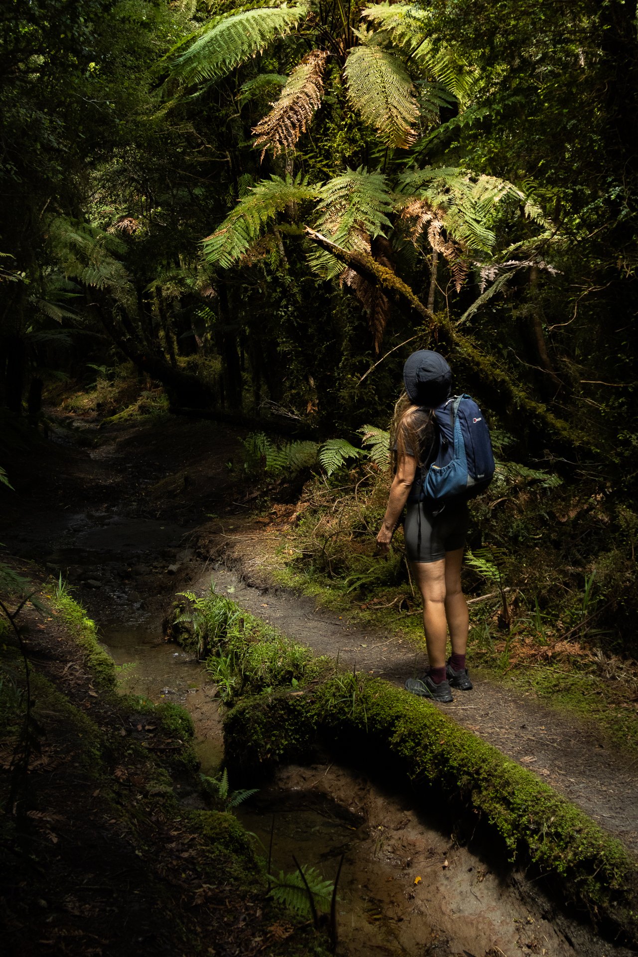 A person wearing a hat, backpack, and shorts hikes on a trail through a lush, green forest with ferns and moss-covered logs.