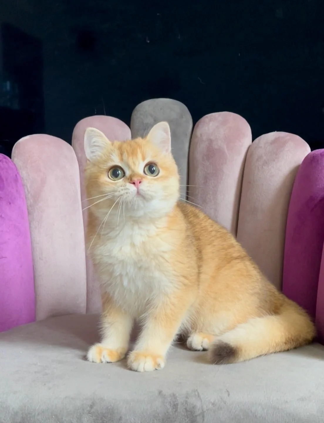 A cute orange and white kitten sitting on a pink upholstered chair with a multi-colored backrest, looking upward with wide eyes.