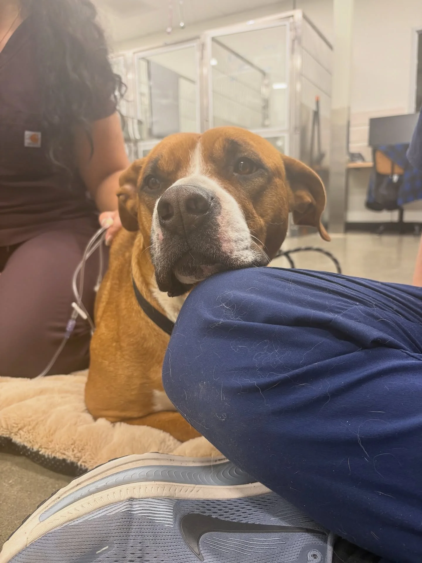 Not all seafood is a treat. 🐟🚫 This pup is being treated for salmon poisoning, a serious (but treatable!) condition dogs can get from eating raw or undercooked salmon, trout, or other freshwater fish. .
🔬 Swipe-worthy science moment: That tiny ova