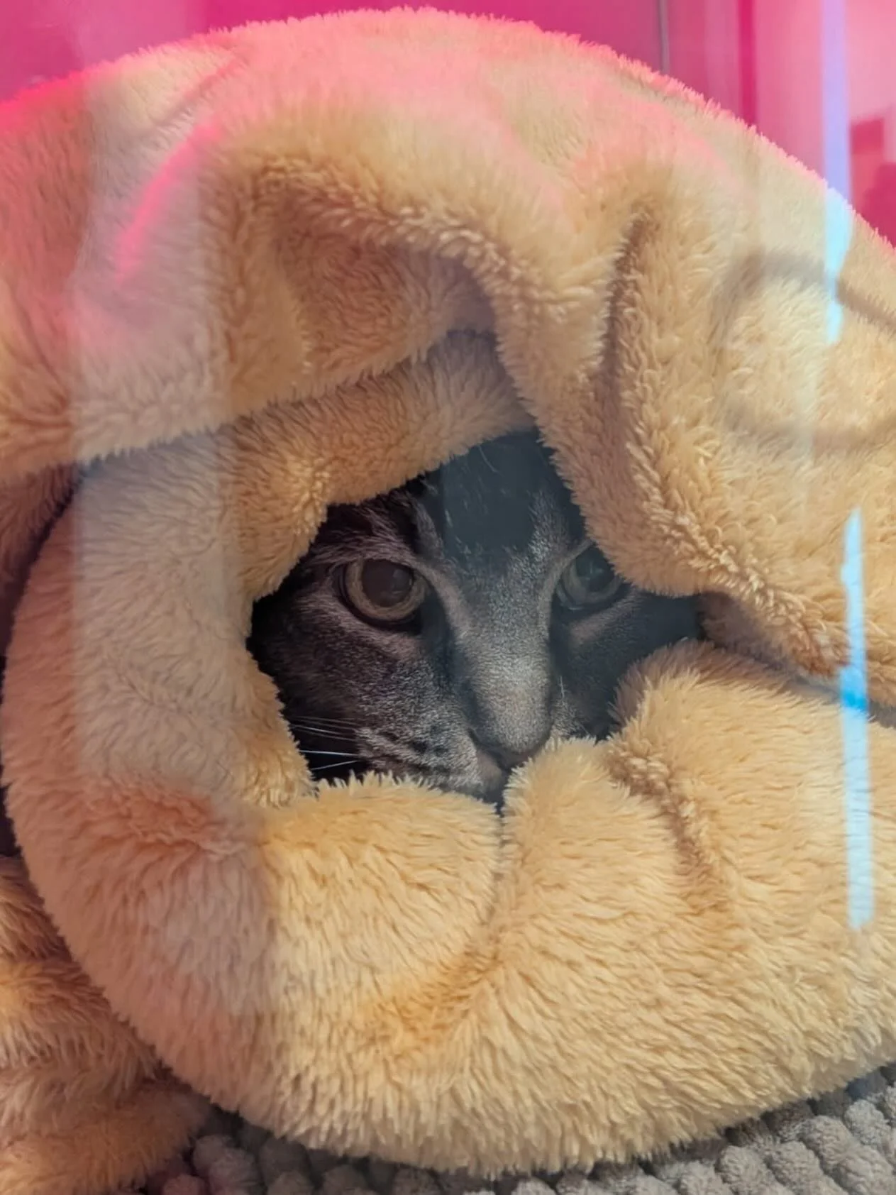 In honor of National Burrito Day, here is the lovely Ms. Jello in a perfect purrito after her procedure today! 🌯
Staying nice and cozy on this cool, spring day ✨
&bull;
&bull;
&bull;
&bull;
&bull;
#spruceveterinaryurgentcare #reedscrossing #reedscro