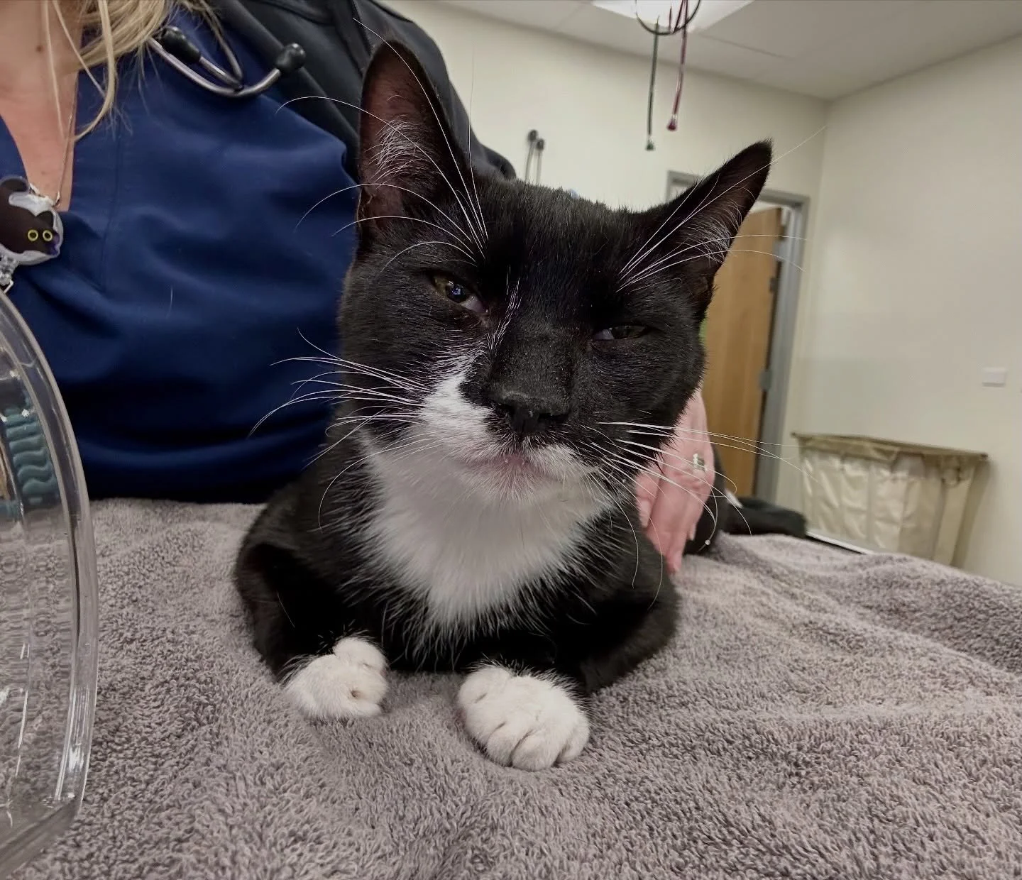 Boba came in not quite himself&mdash;and the reason wasn&rsquo;t obvious at first, but the source of discomfort was coming from his mouth. X-rays revealed a sewing needle lodged under his tongue, completely undetectable during his exam.
.
We were abl