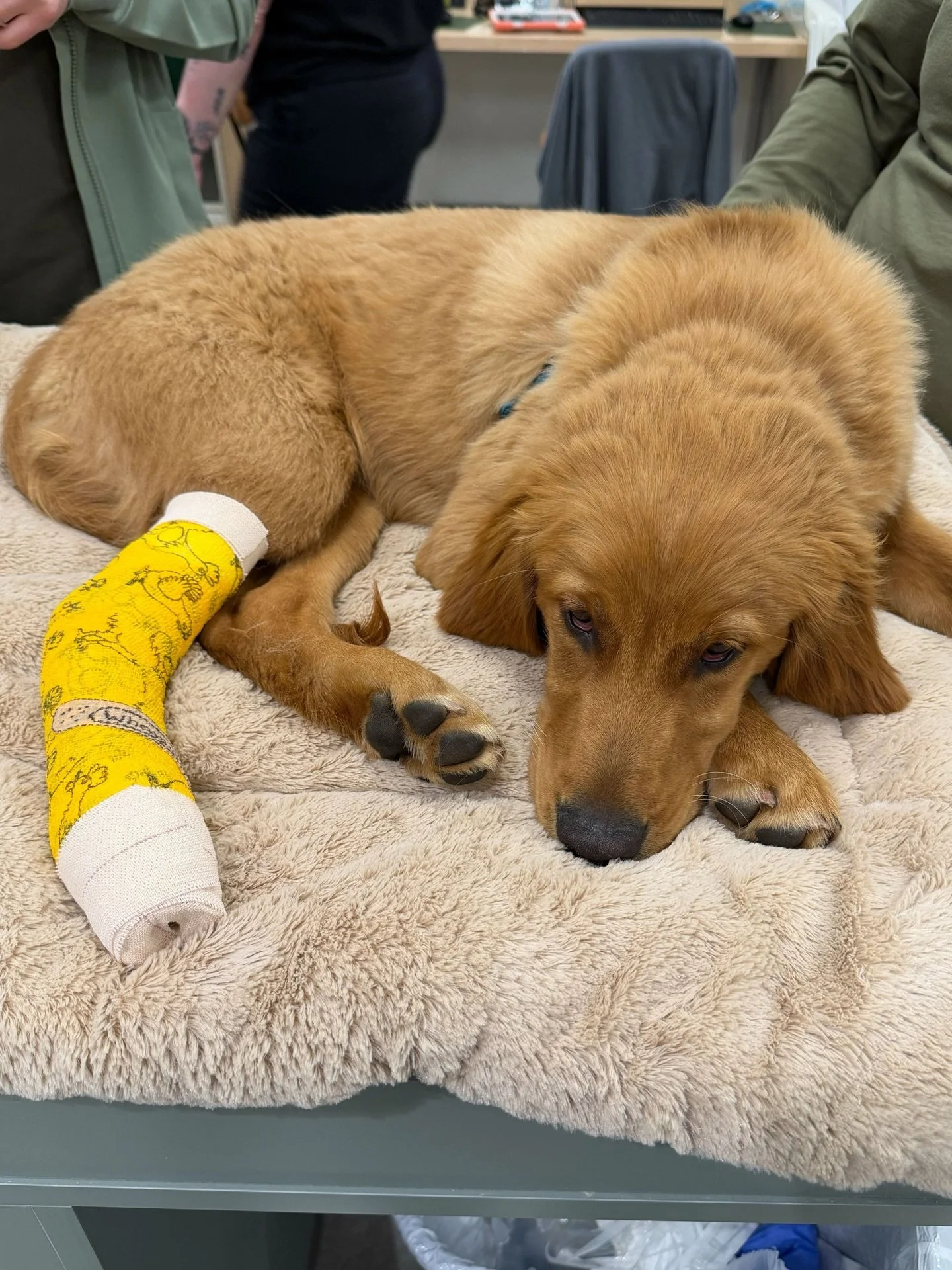 Puppy zoomies in the yard, puppy zoomies zoomed too hard 🫣

Five month old Suttree is pretty sad about this whole &ldquo;activity restriction&rdquo; thing while his toe fracture heals&hellip;sorry bud, you&rsquo;ll be back to full speed in no time!
