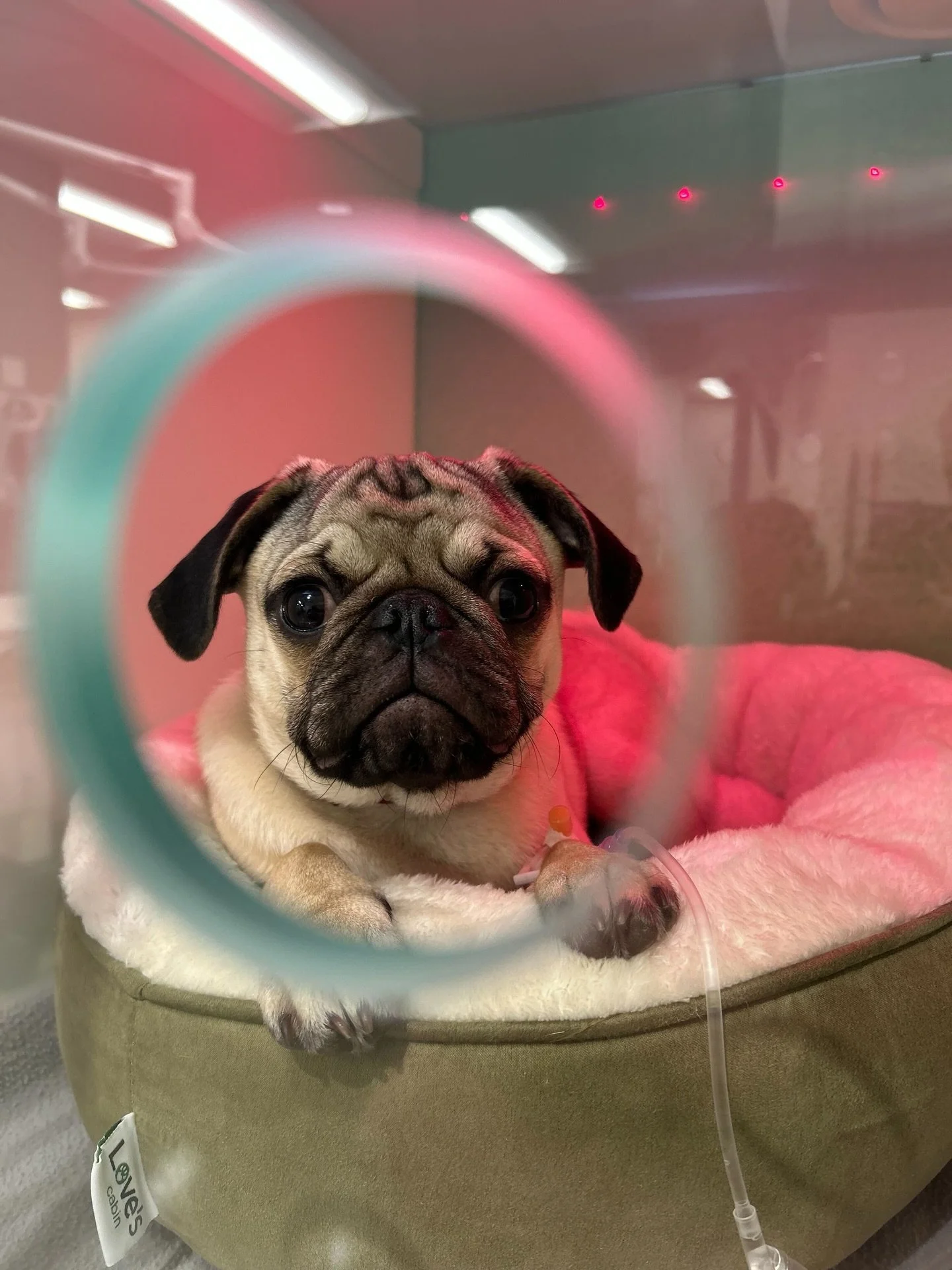 We&rsquo;re OPEN Sunday + Memorial Day for the unexpected &mdash; If your weekend suddenly includes vomiting, limping, allergic reactions, or &ldquo;he definitely swallowed that,&rdquo; our urgent care team is here to help.

Urgent care for pets, eve