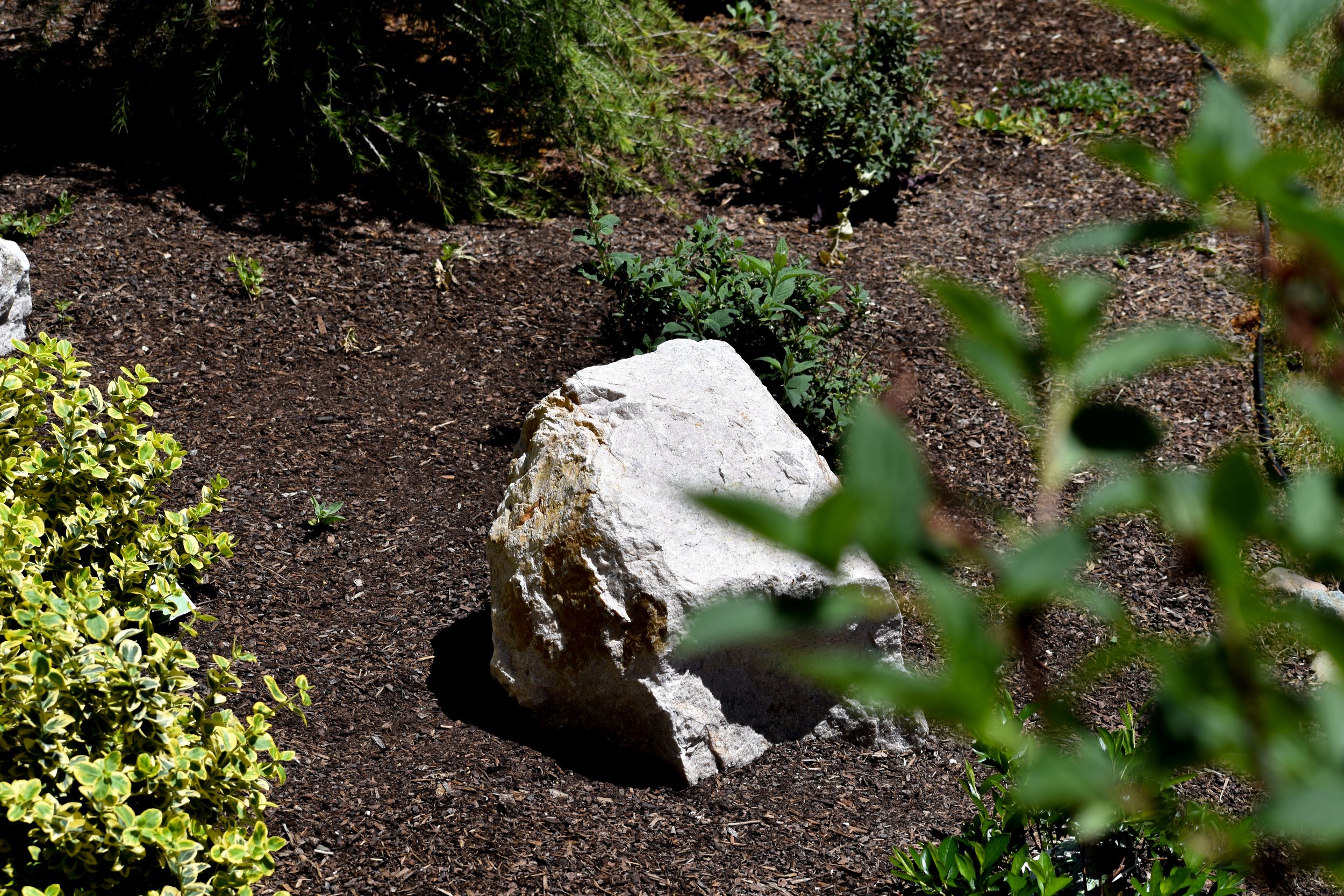 A rock from my garden taken in the late morning around 10:30am in May.