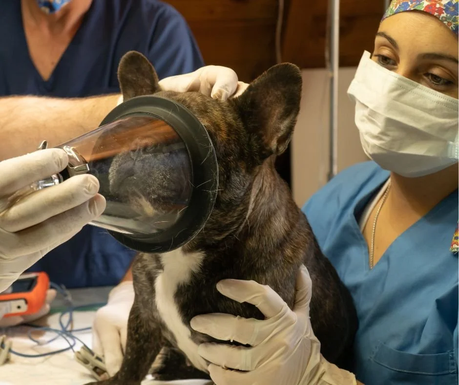 Protecting Kiwi Animals in a Warming World&nbsp;