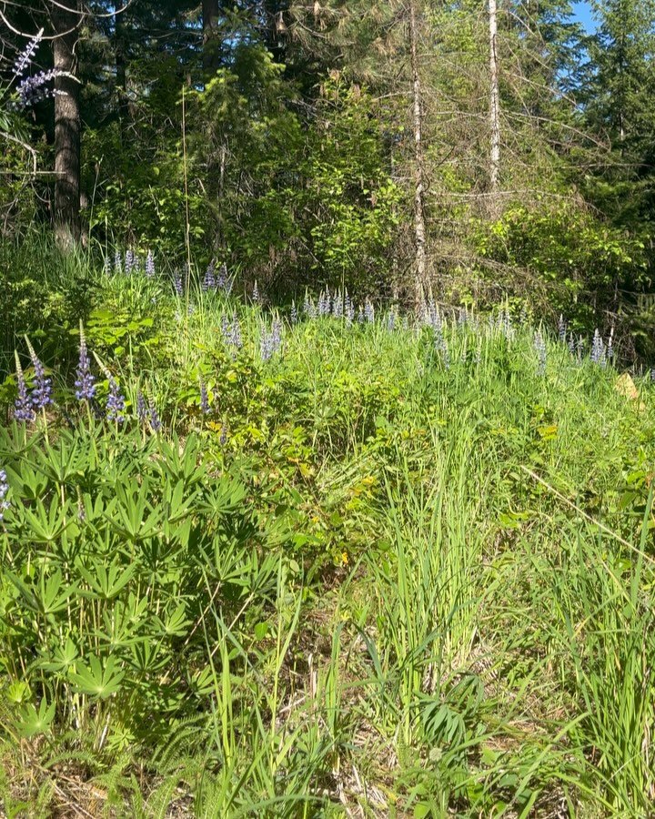 The Lupine’s are Blooming 🩵
Words cannot describe the magic & wonder that I feel walking through these delicate flowers on the mountainside
Have you ever read the children’s book Miss Rumphius by Barbara Cooney? It’s a delig