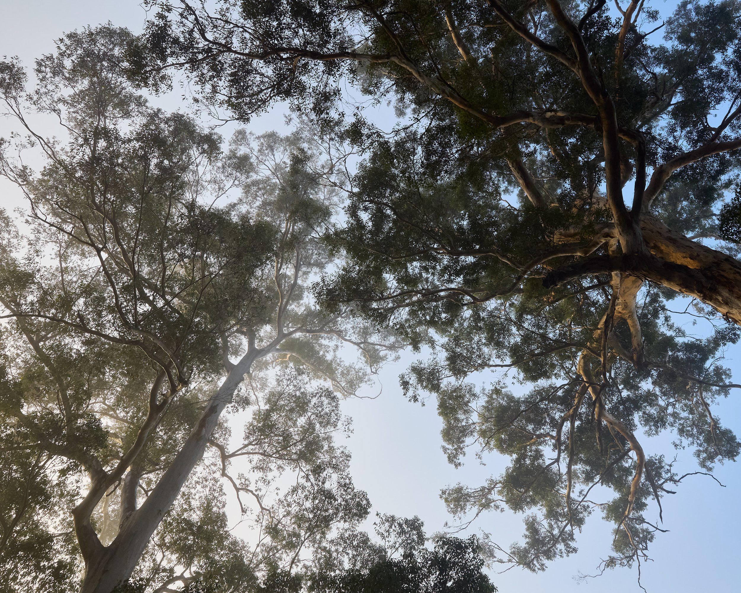 KARRI FOG 2, MANJIMUP 8x10