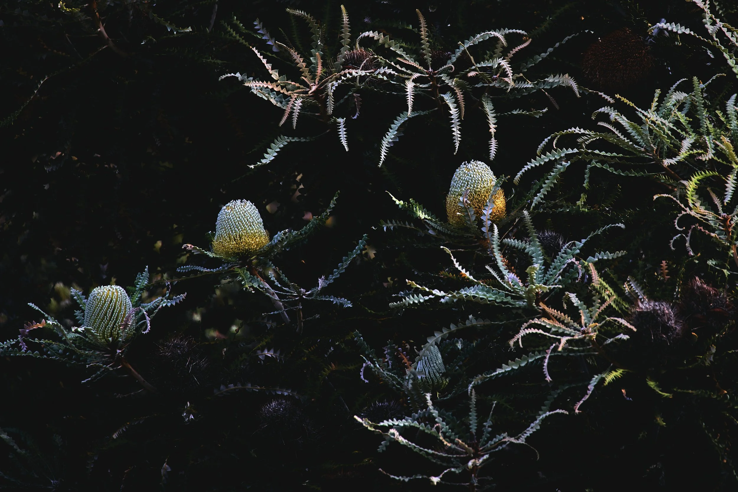 BANKSIAS AT DUSK, ESPERANCE - FRAMED