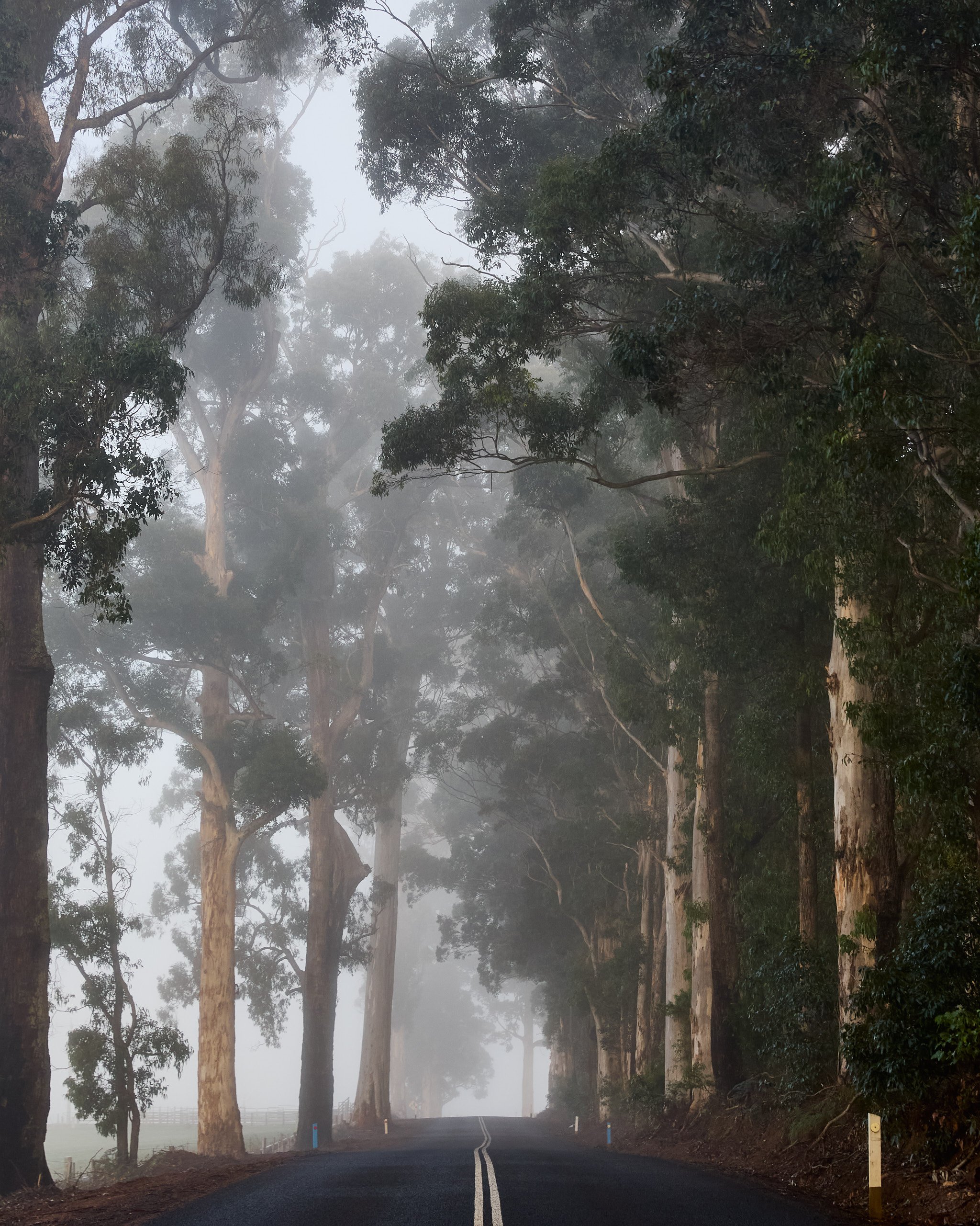 KARRI FOG 1, MANJIMUP 8x10
