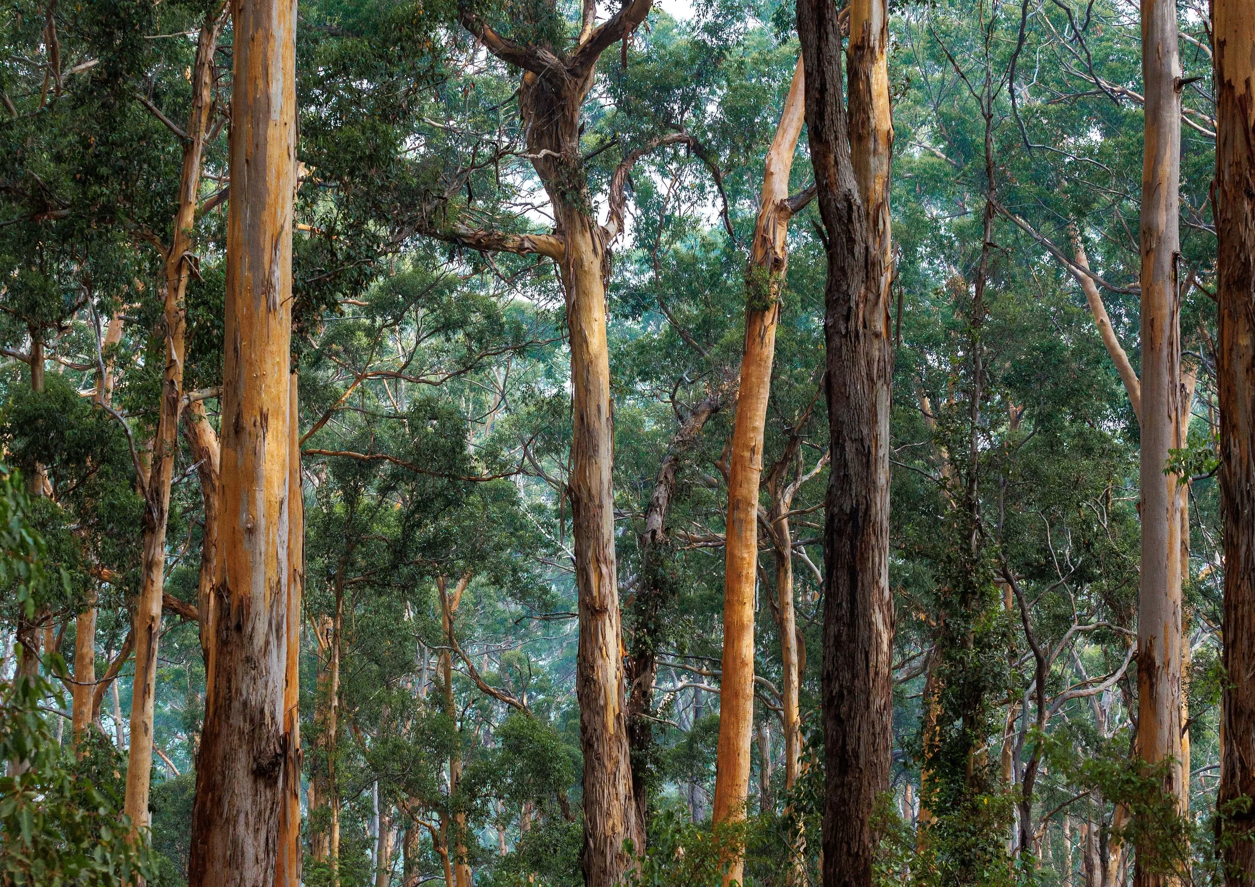 FOREST, MARGARET RIVER A2