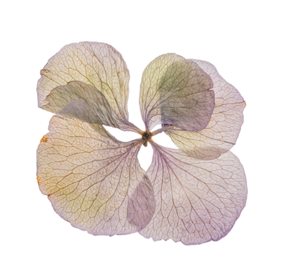 A close-up of four dried, pale-colored flower petals with visible veins, arranged in a cross shape against a black background.