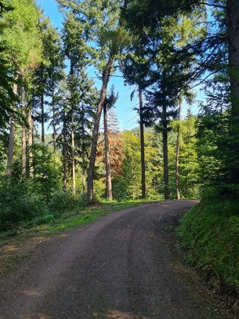 Gravel forest road winding through tall green pine trees under a clear blue sky.