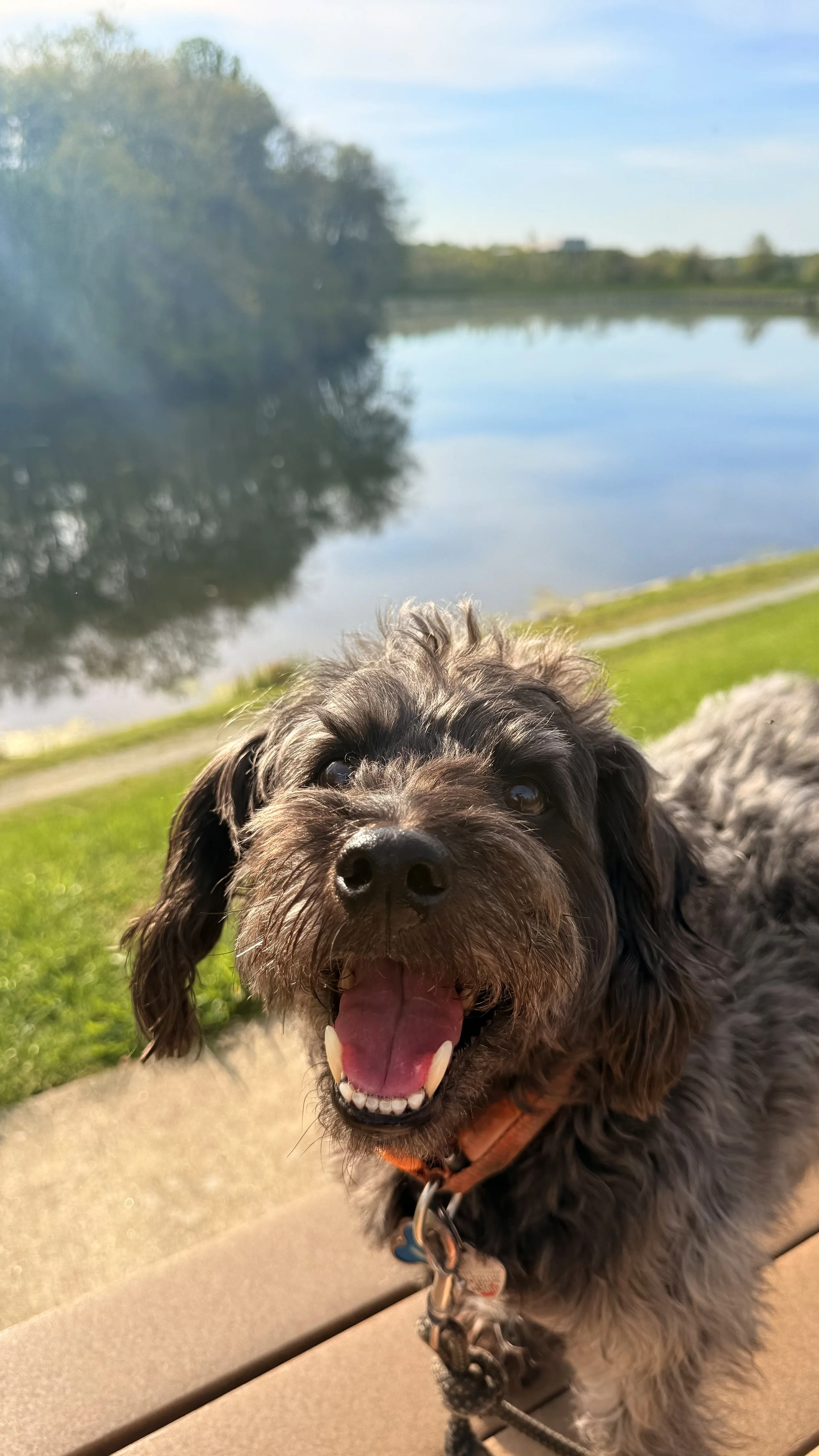 Owen is one happy dog with floppy ears, panting and smiling, outdoors at Inspiration Lake in the Kentlands, Gaithersburg, MD, under a blue sky. 