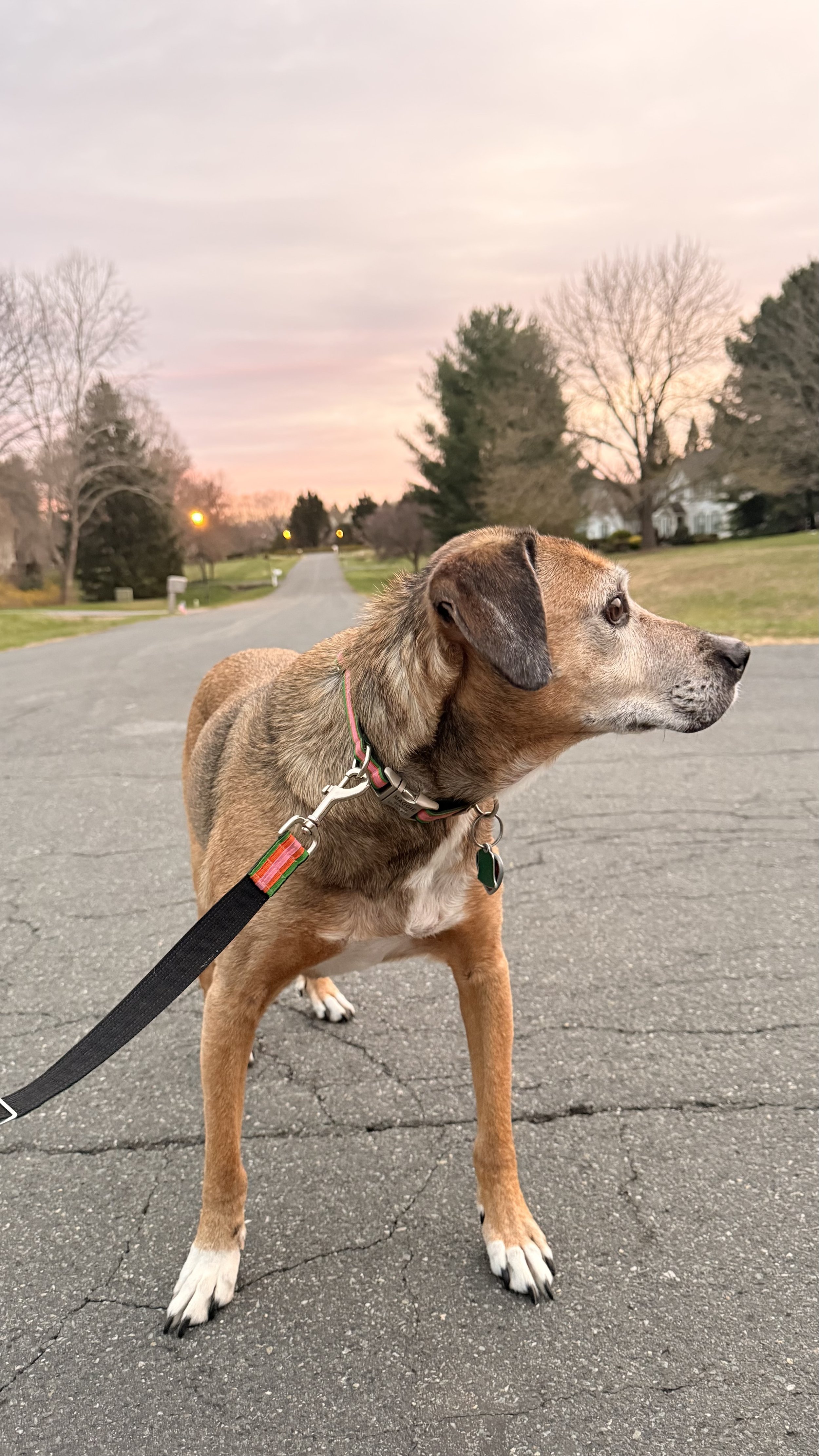 A dog standing on a paved street during sunset with trees and houses in the background.