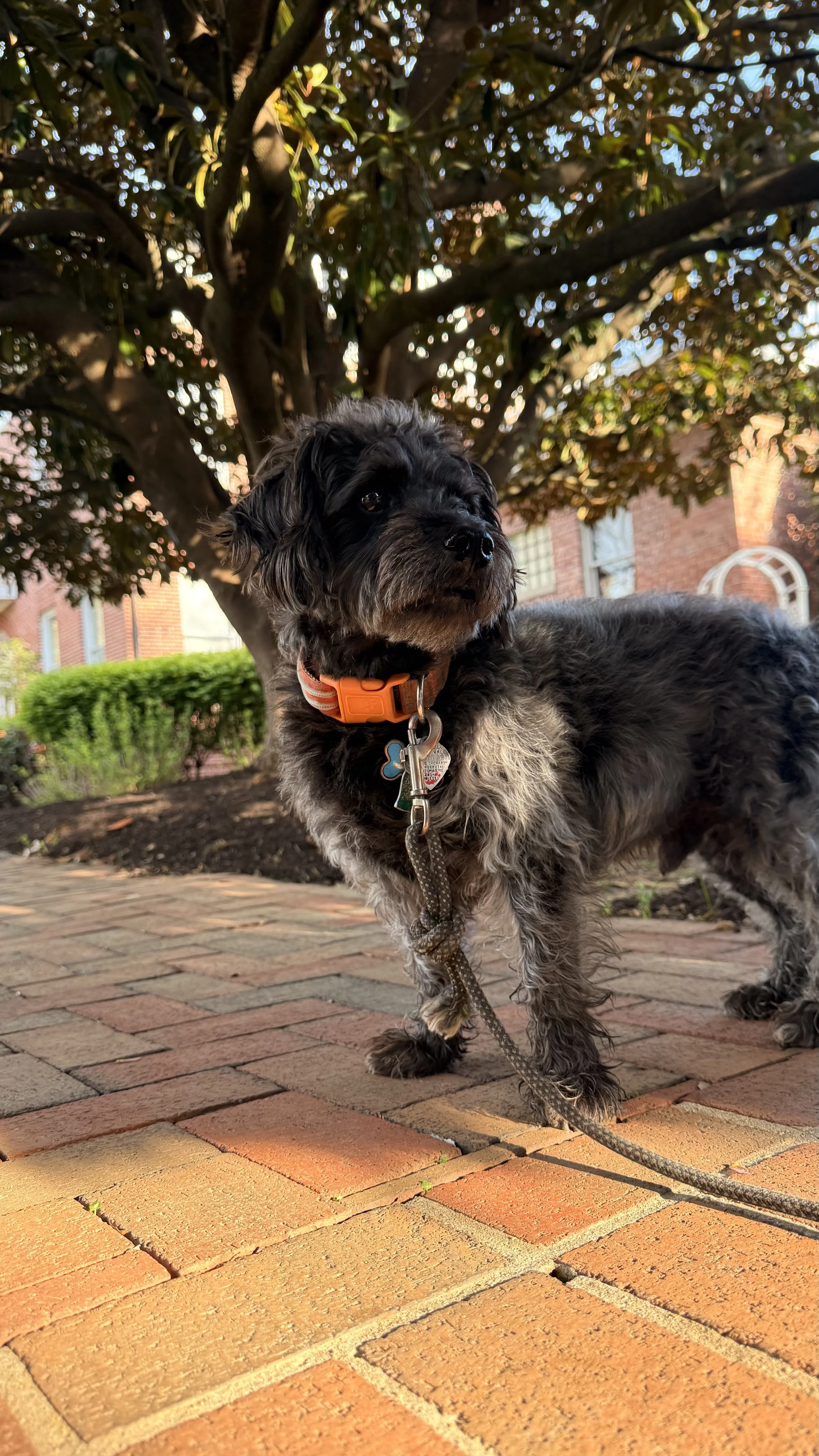 Owen, a small black and gray dog with fluffy fur, is standing on a brick sidewalk of the Kentlands Mansion, Gaithersburg, MD.