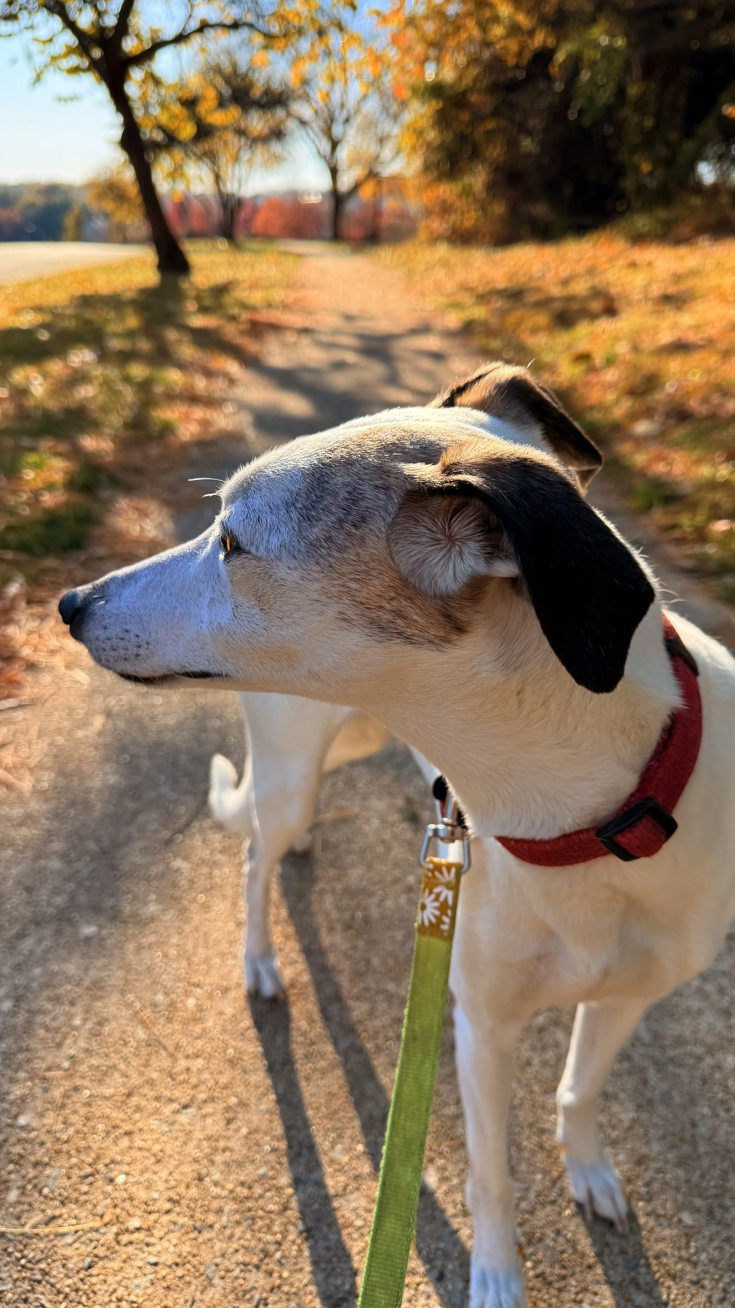 A dog with a red collar and a green leash standing on a dirt path surrounded by autumn trees with colorful leaves, during sunset.