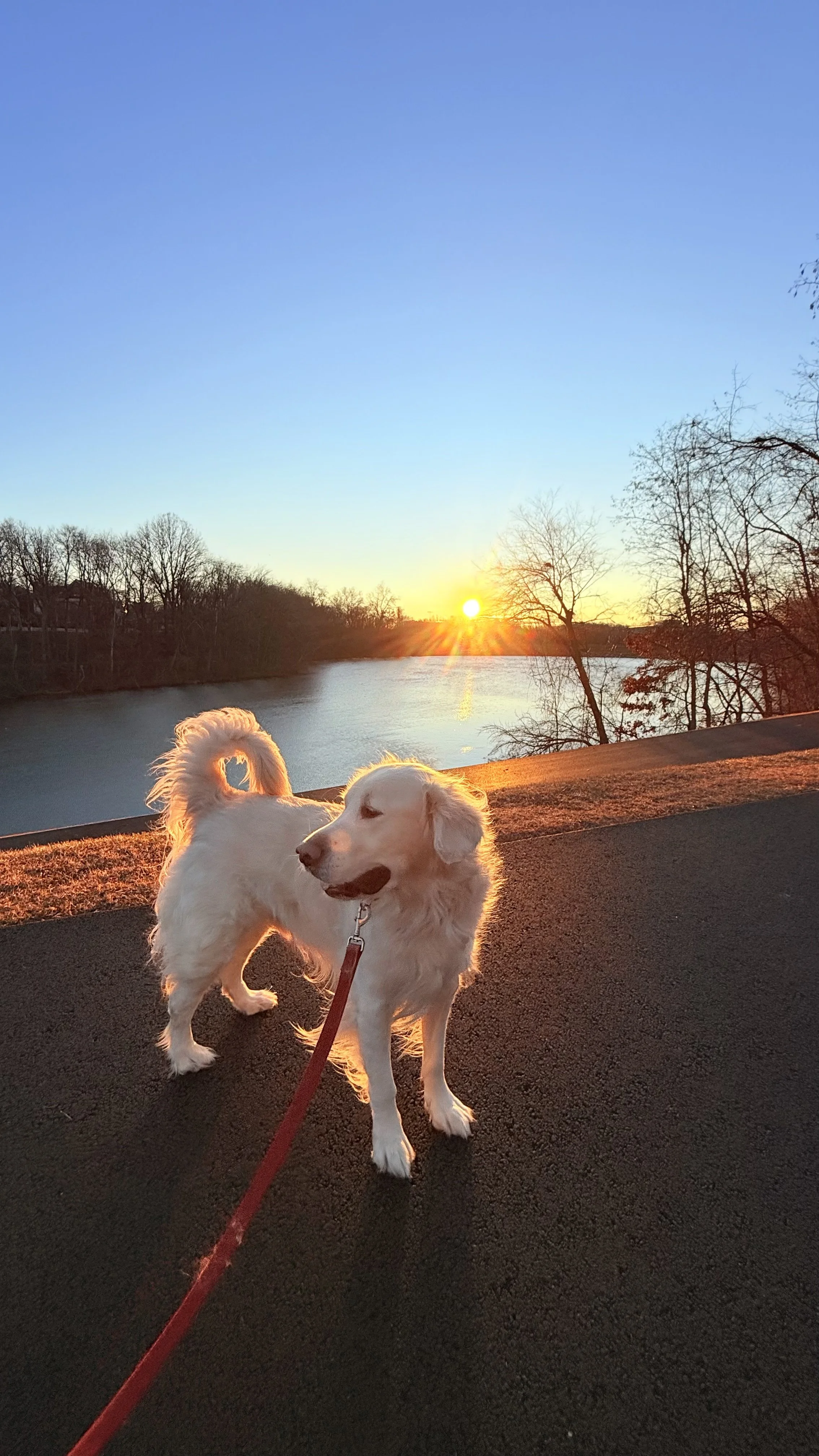 Cooper is enjoying the sunrise at Inspiration Lake in Kentlands, Gaithersburg, MD.