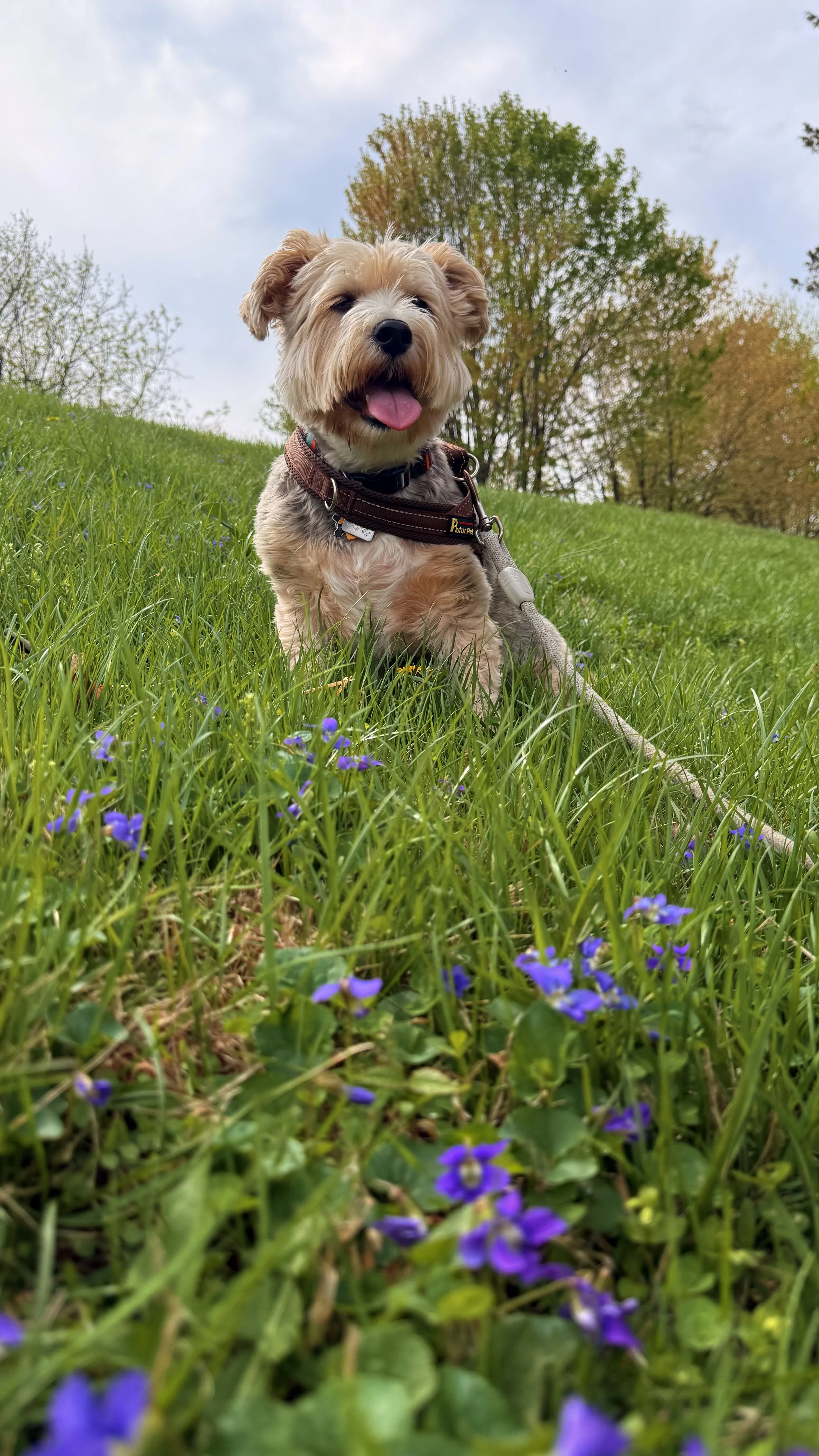 Luca, a happy dog with light fur and a dark nose, is sitting on green grass with purple flowers, under a cloudy sky with trees in the background, by the Inspiration Lake of the Kentlands community in Gaithersburg, MD. 
