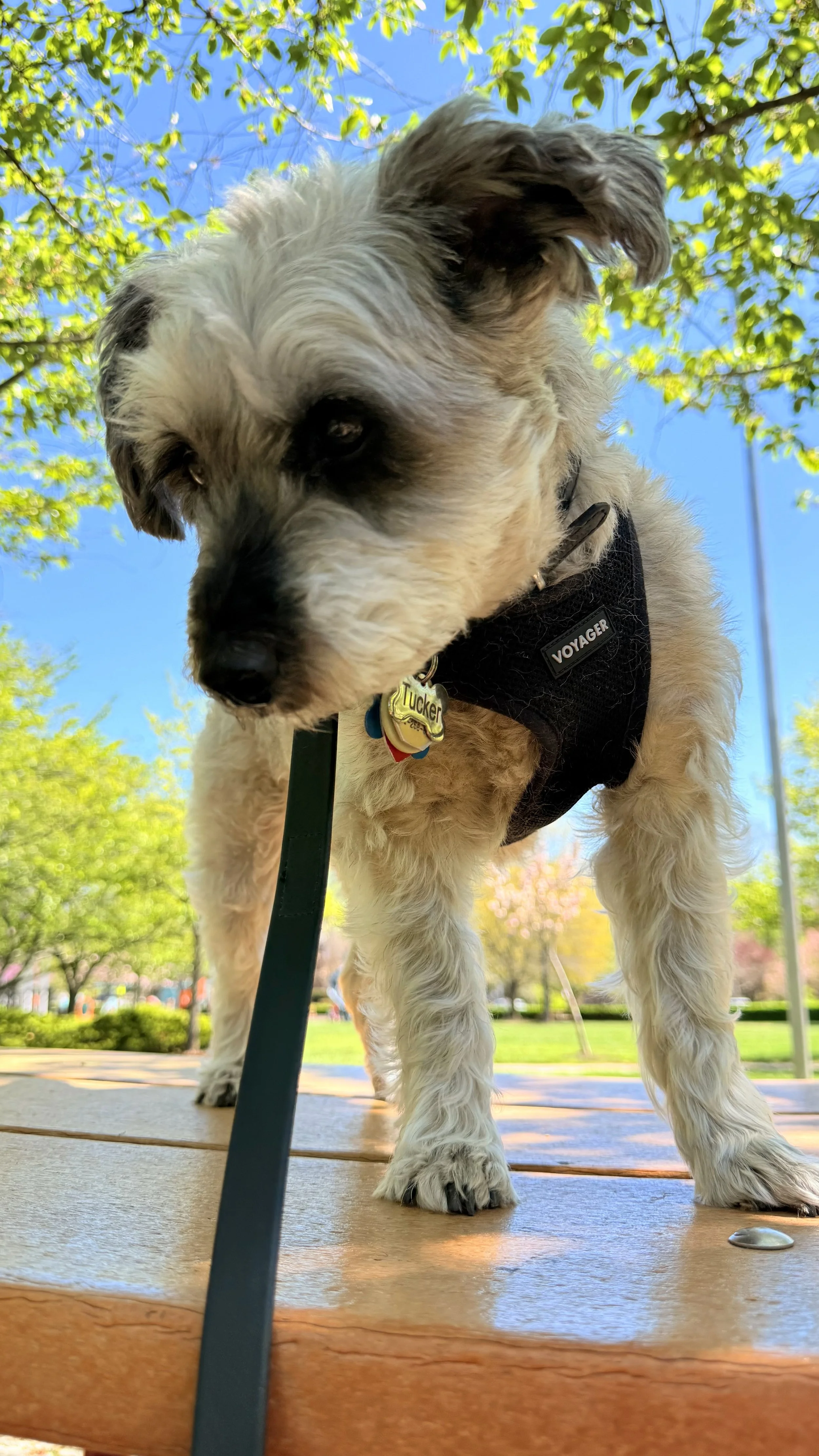 Tucker is enjoying the view from a picnic table near the Kentlands Pool in Gaithersburg, MD, during his 15-minute walk. 
