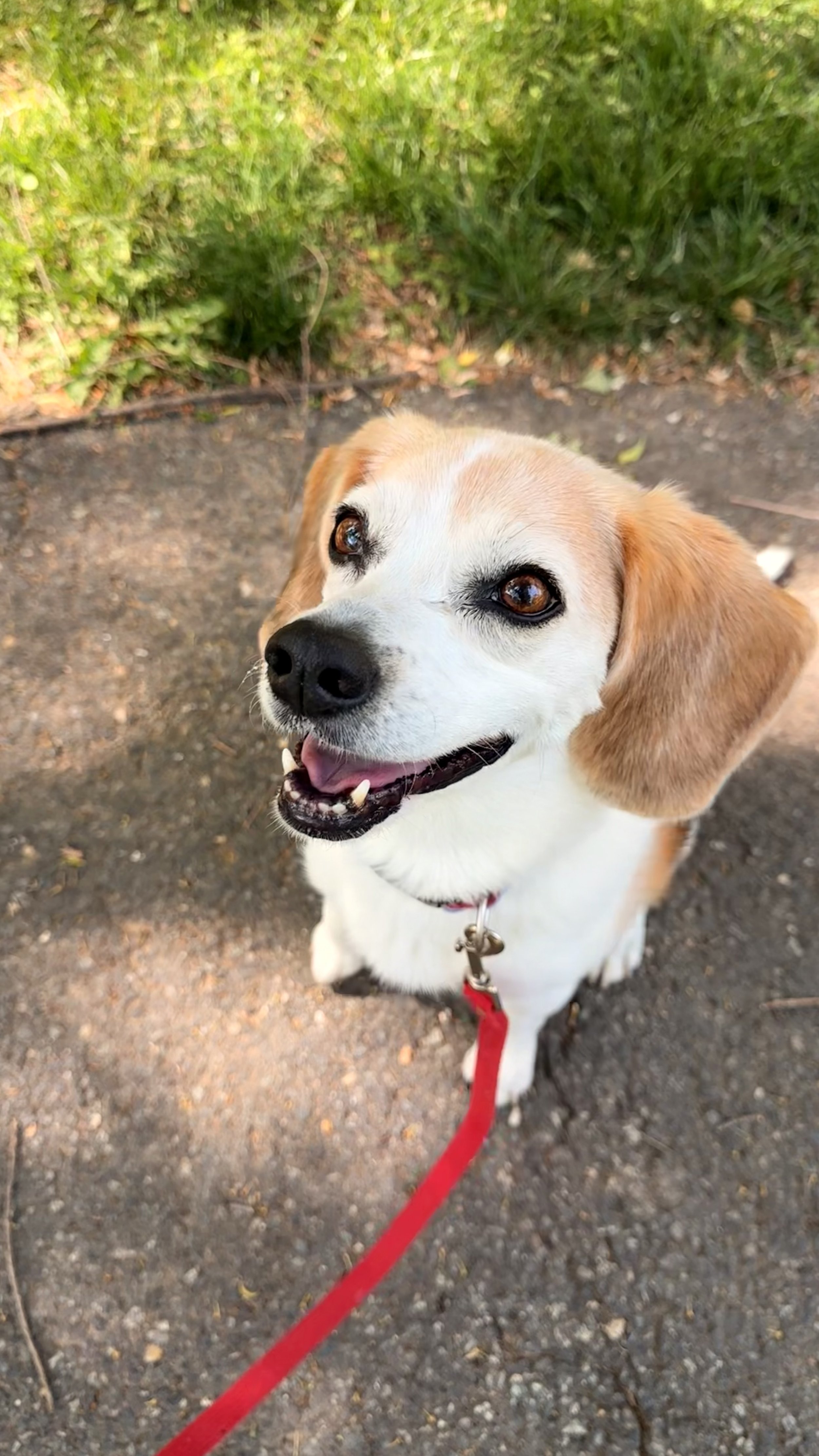 Basil smiling at the camera on a walk on a gravel path with green bushes in the background in the Lakelands community in Gaithersburg, MD.