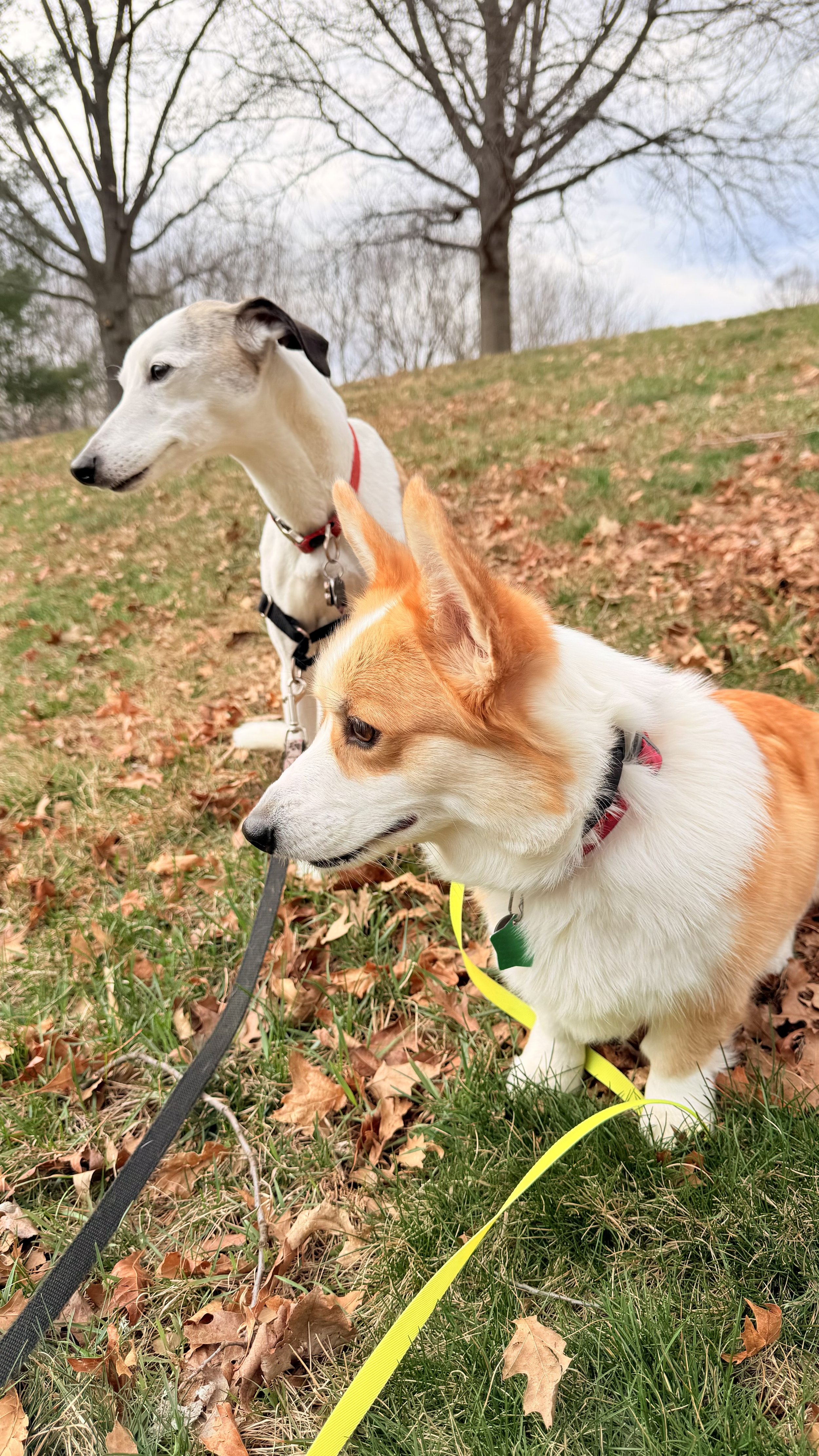 Two dogs sitting outdoors in a grassy area with fallen leaves and a large tree in the background.