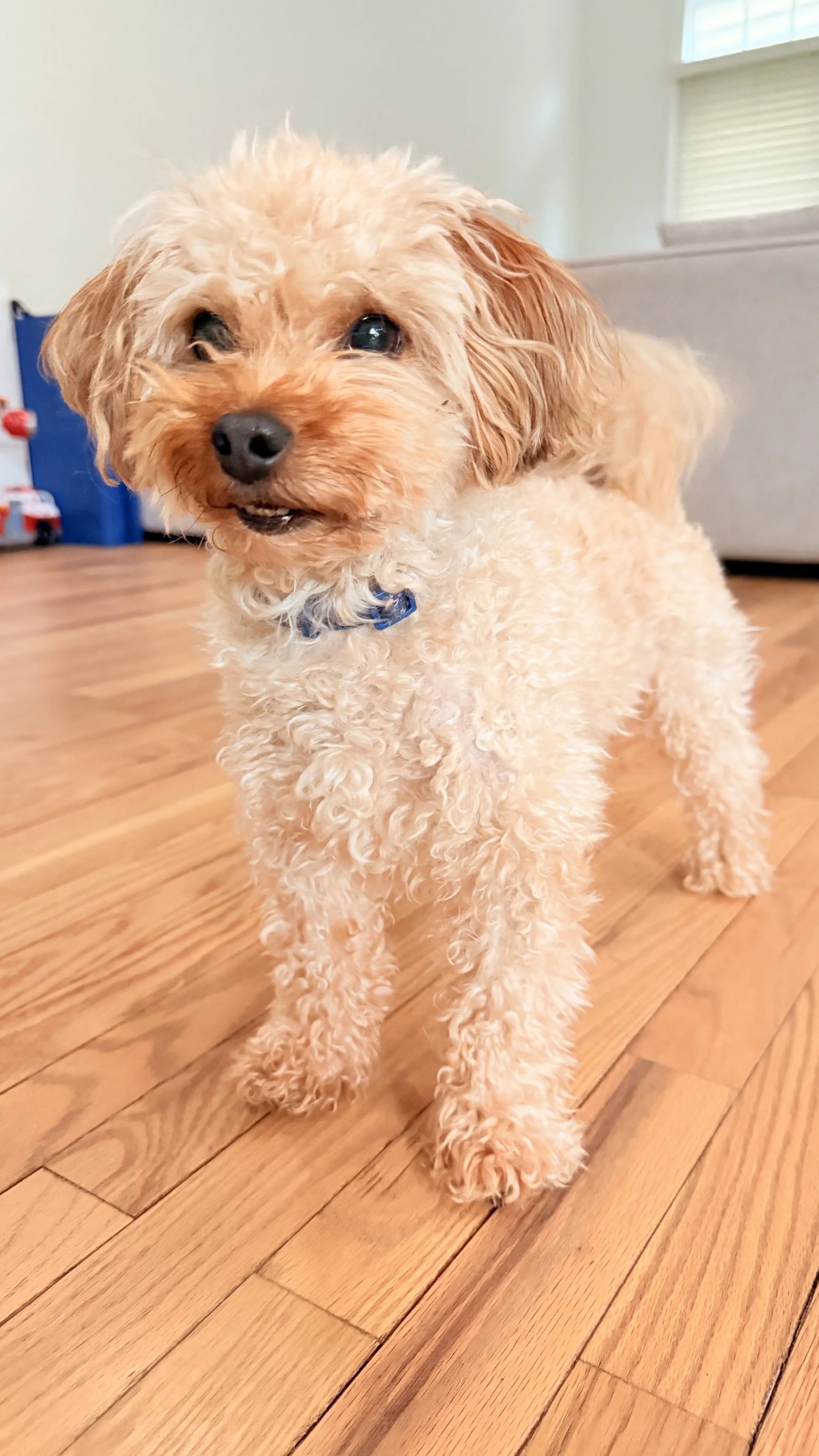 A curly-haired tan dog with a blue collar standing on wooden floorboards in a living room.