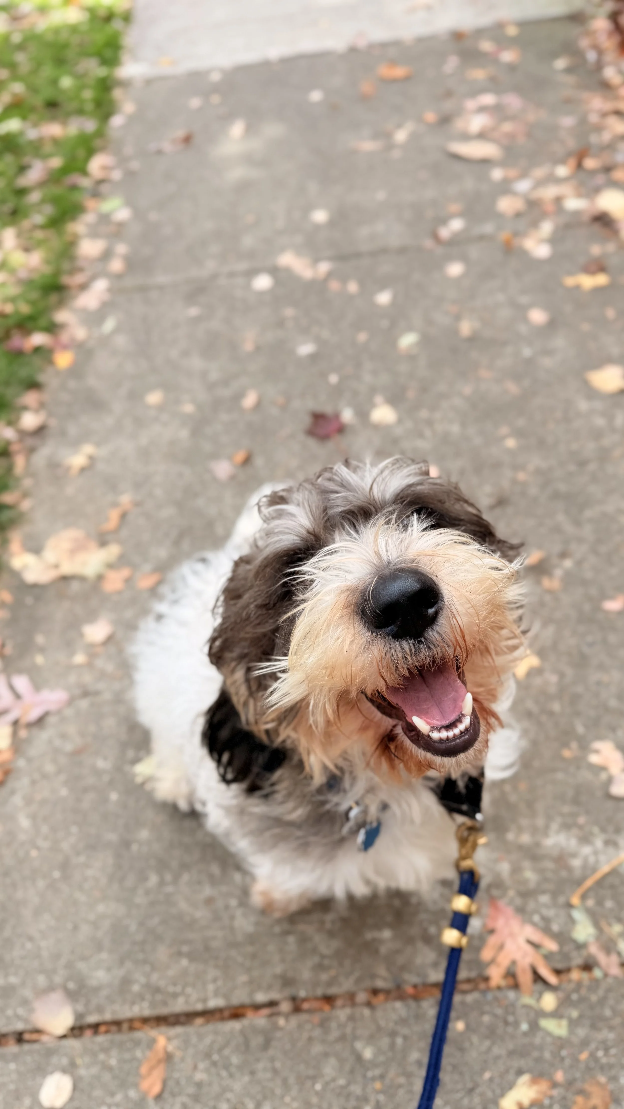 A happy puppy with a fluffy, scruffy coat of black, white, and gray fur, sitting on a concrete sidewalk with fallen autumn leaves, looking at the camera with an open mouth and a pink tongue.