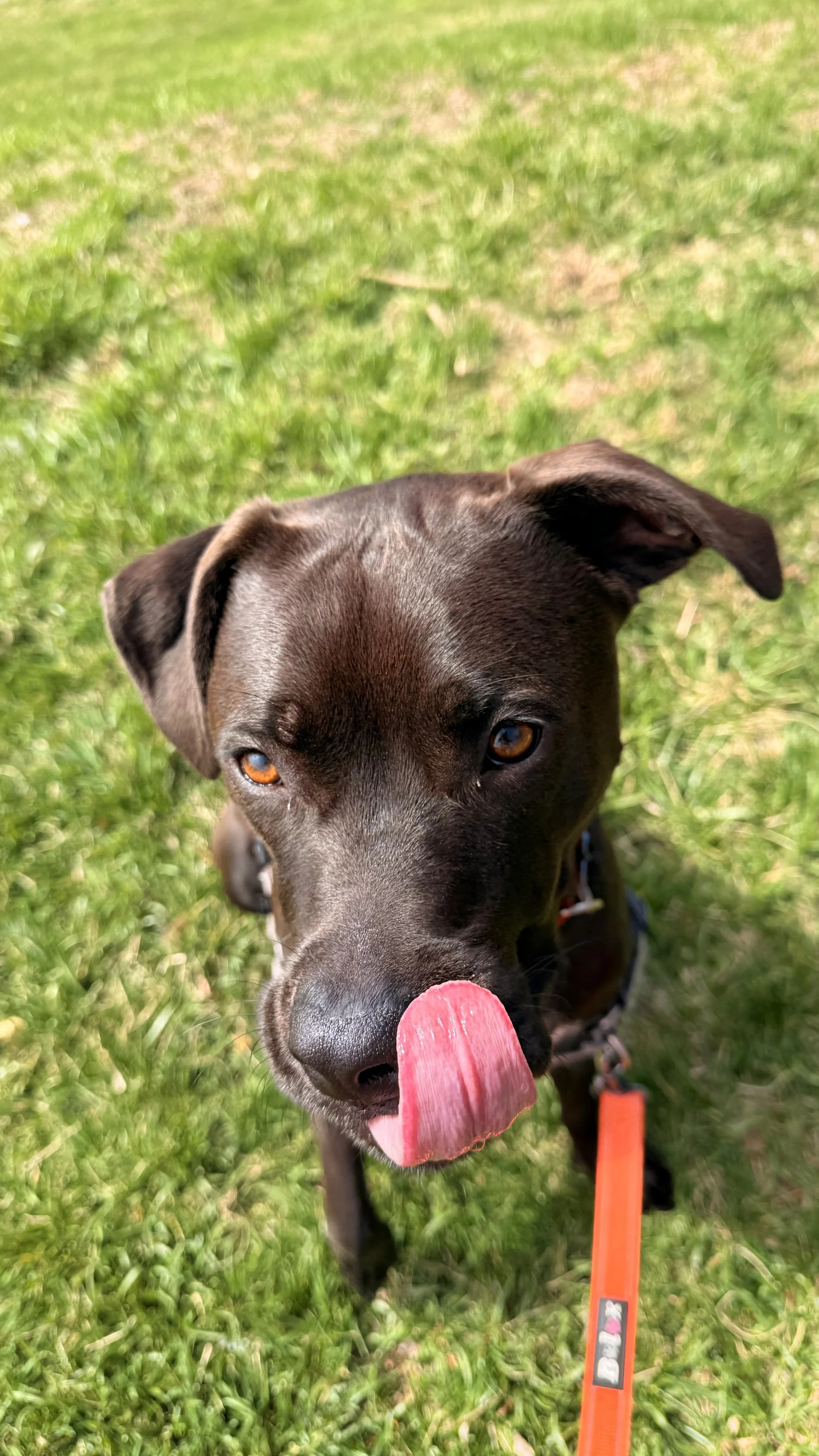 Close-up of a brown dog with orange eyes and a pink tongue sticking out, standing on green grass with a bright outdoor background.
