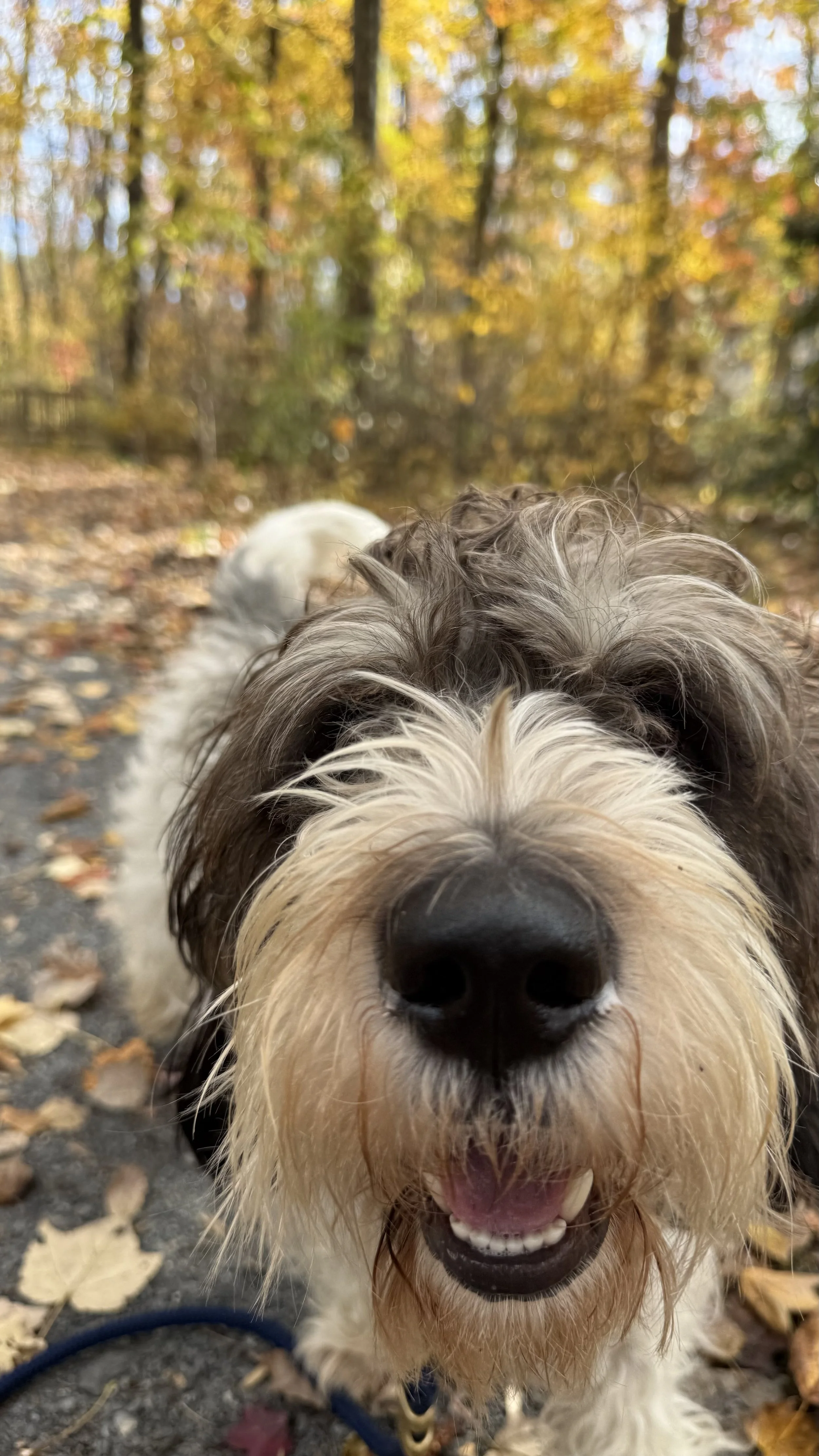 Close-up of a happy, scruffy dog with a black nose and open mouth in an outdoor setting with fall foliage.