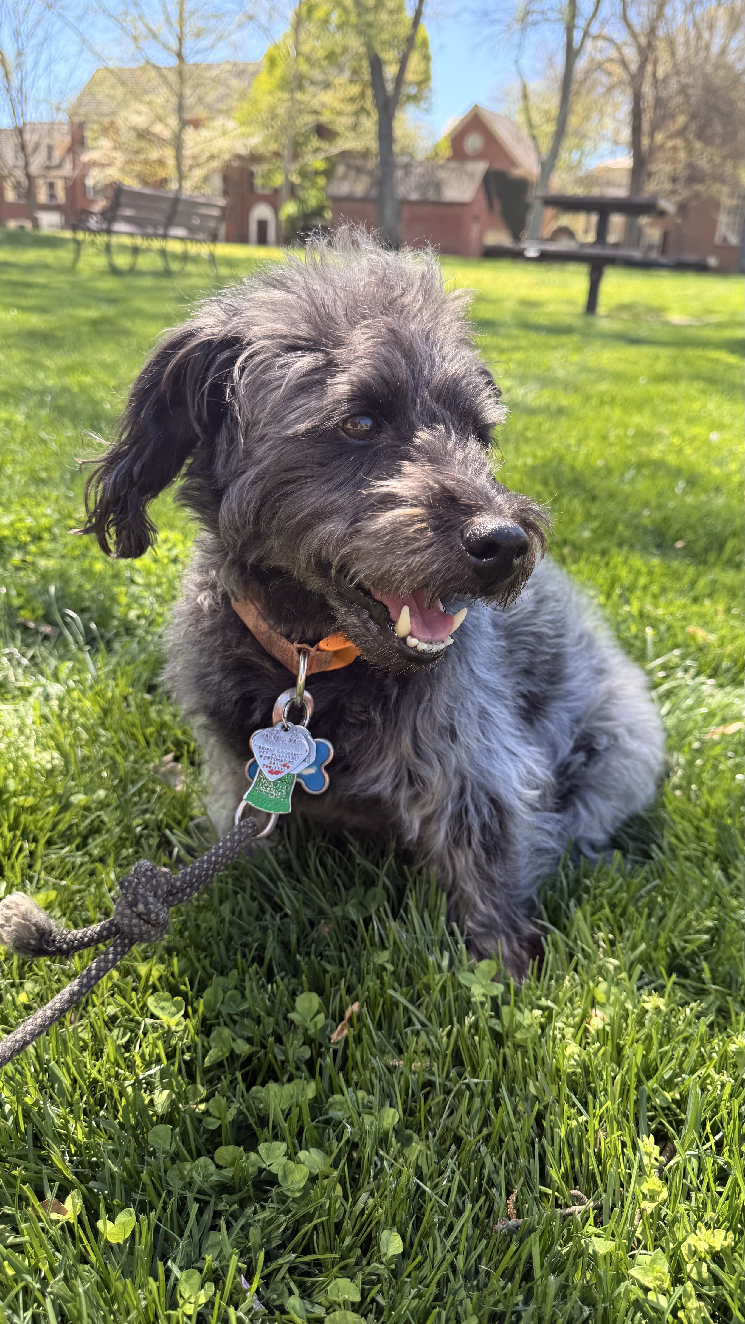 Owen, a small gray and black dog posing on green grass in a park with trees and brick buildings in the background on a sunny day during his 30-minute walk around the Kentlands community.