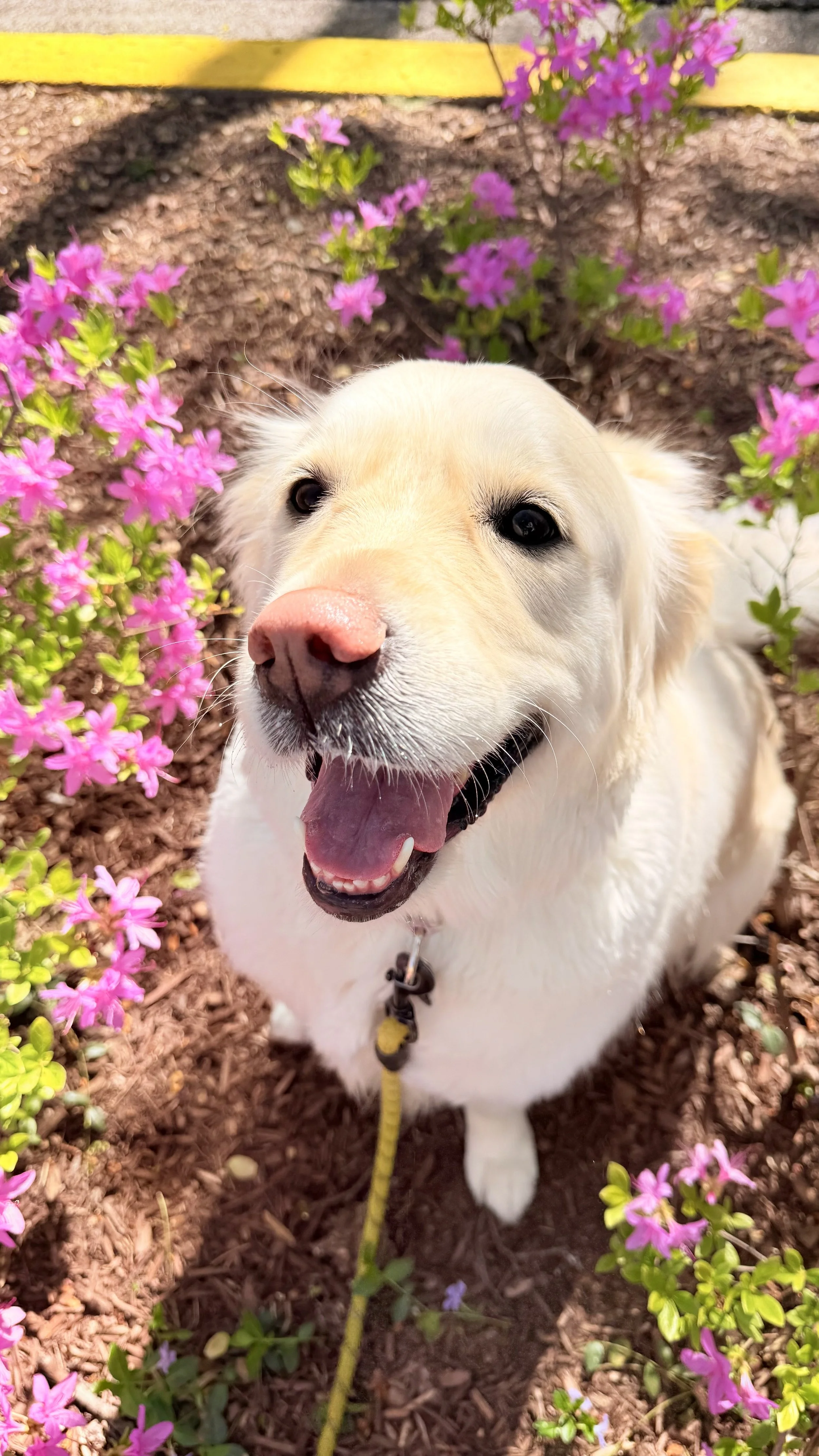 Biscuit, a Golden Retriever pup, is posing by springtime flowers in North Bethesda, MD, during her 30-minute walk. 