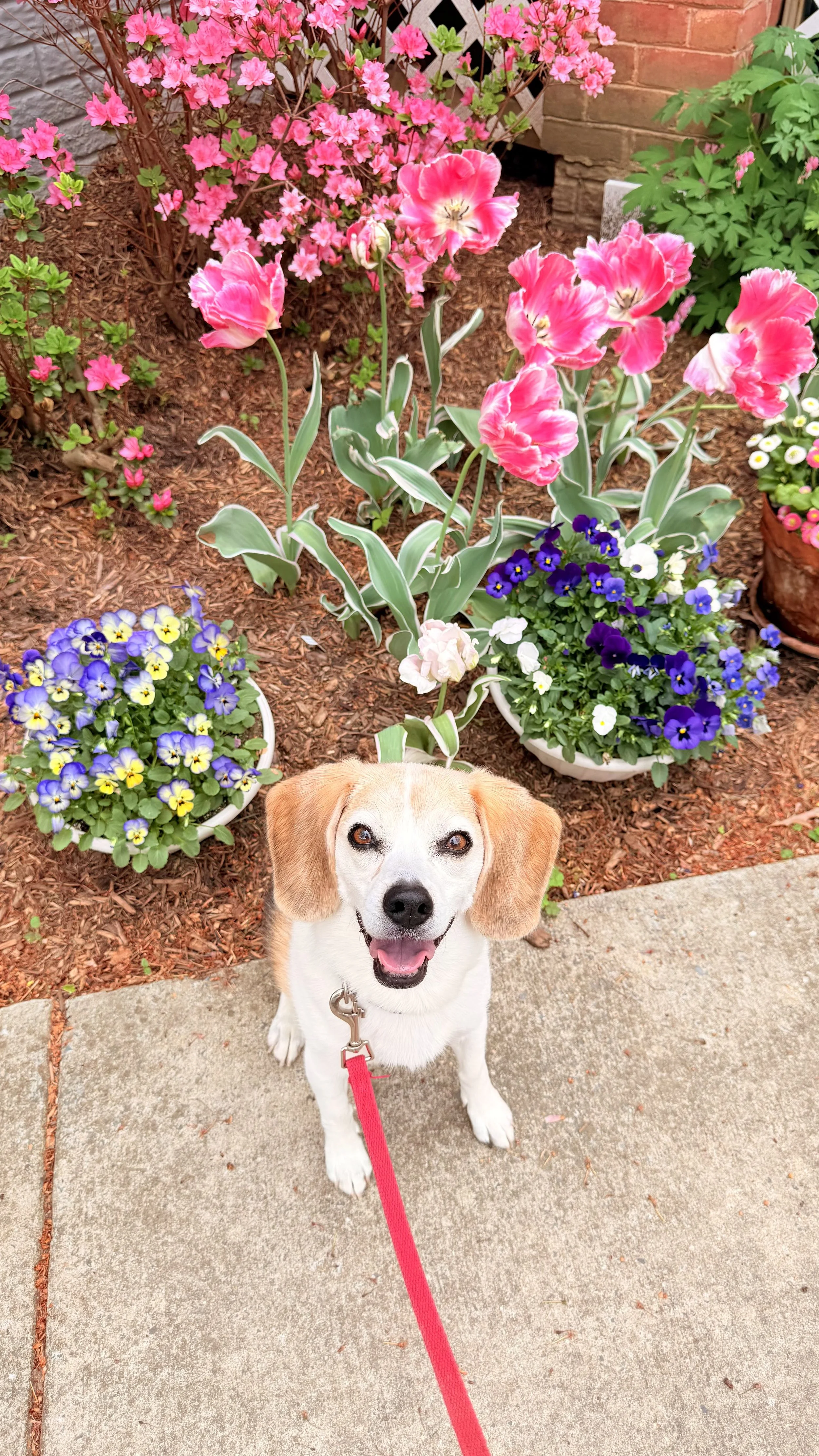 Basil, a Beagle dog, is sitting on a sidewalk in front of a garden bed filled with pink tulips, purple, white, and yellow flowers in the Lakelands community.