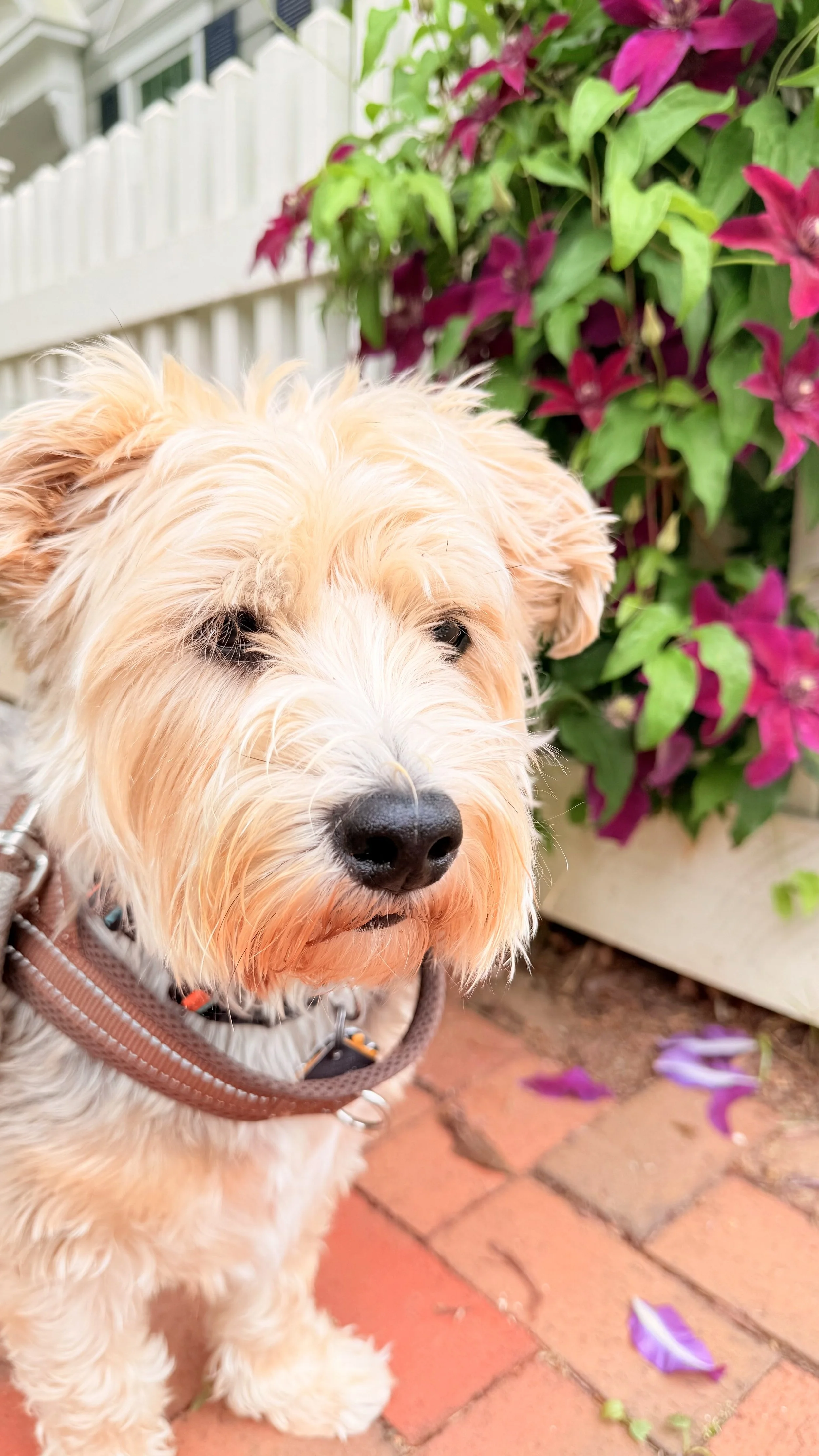 Luca is standing on a brick patio near pink and purple clembatis flowers in the Kentlands community on Tschiffely Square Rd.