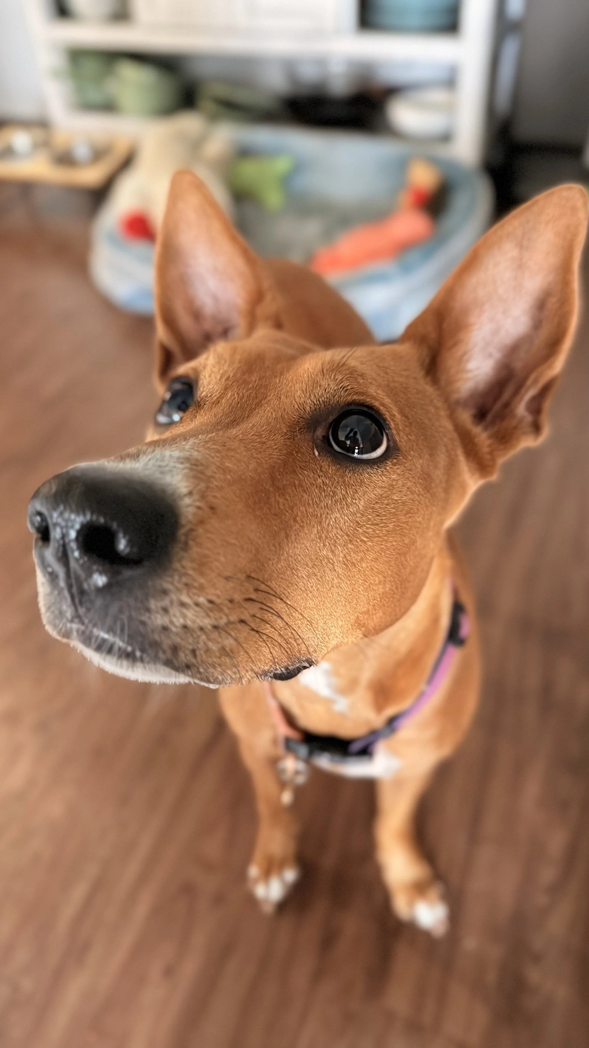 Close-up of a brown dog with large ears and black eyes, standing on a wooden floor and looking up at the camera.