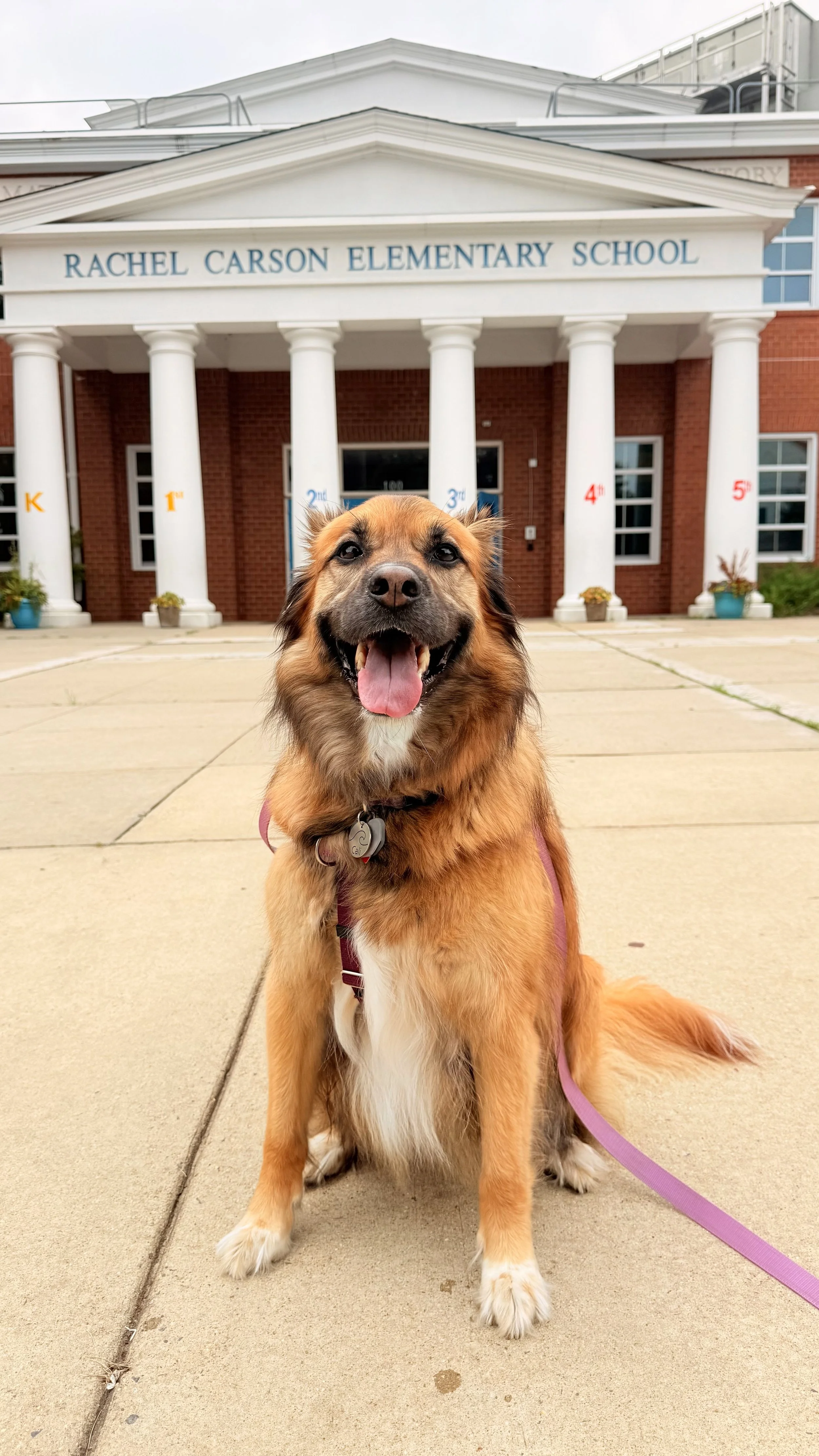 Dog walk in the Kentlands and Lakelands and Rachel Careson Elementary School