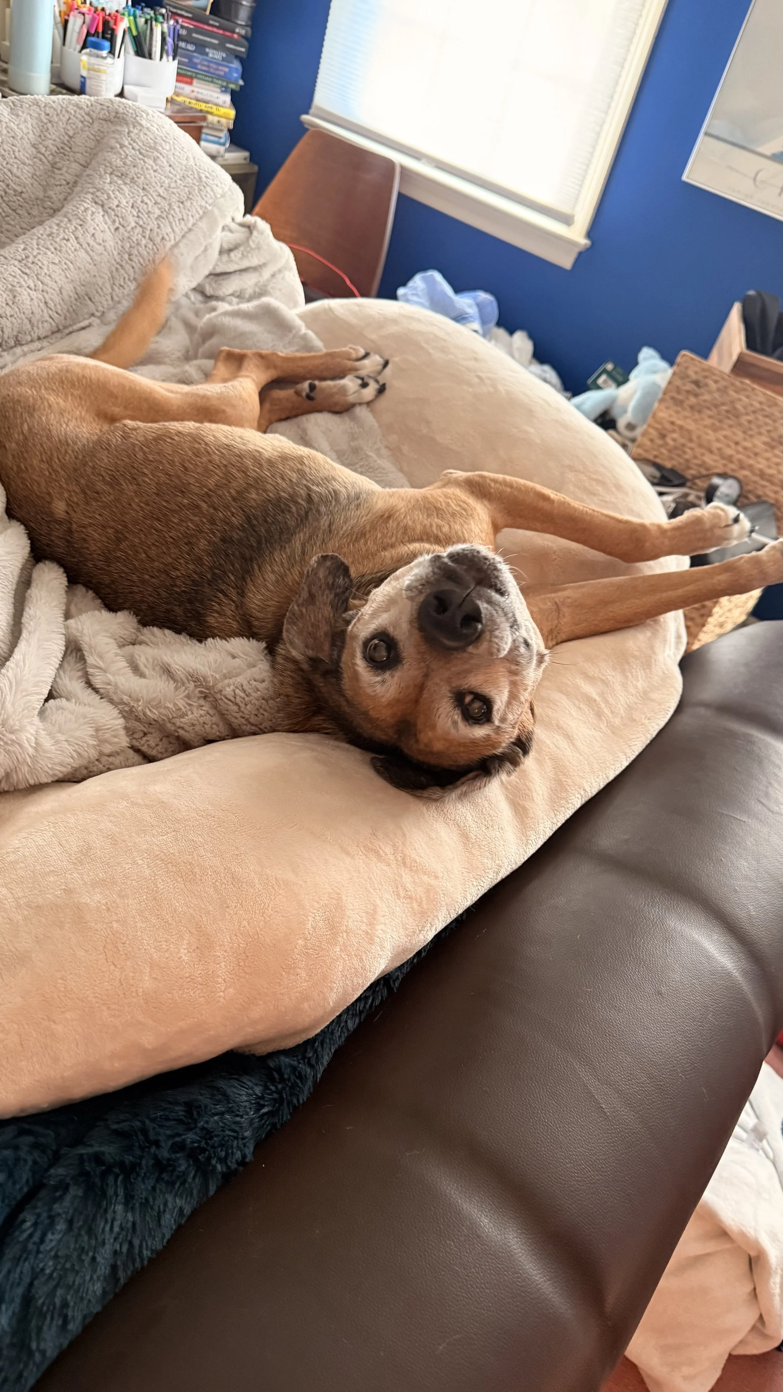 A brown dog with a black snout and light eyes lying on a beige couch, resting its head upside down, with a blanket beneath its body.