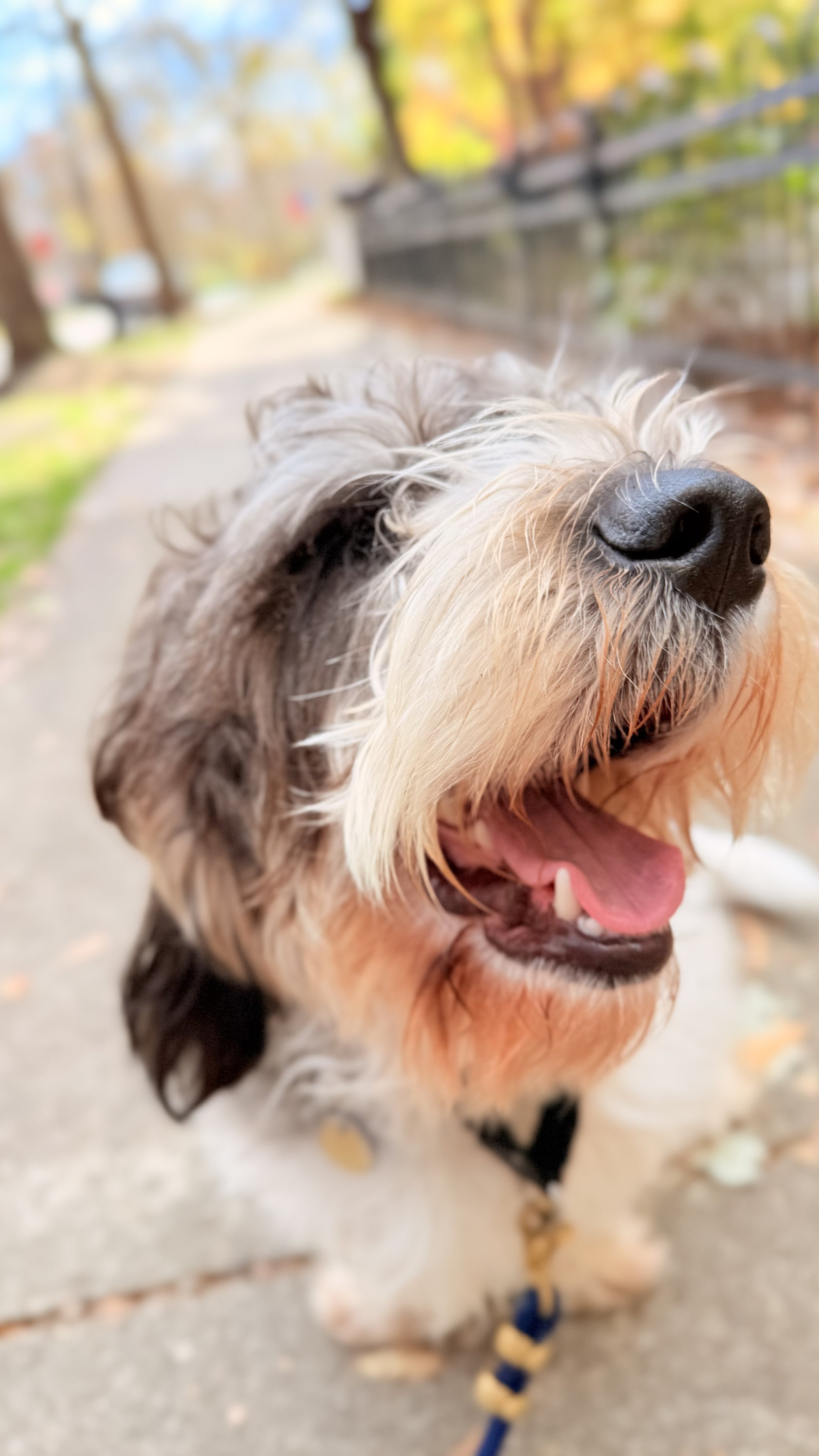 Close-up of a happy, gray and white dog with a black nose, yawning on a sidewalk with autumn trees and a fence in the background.